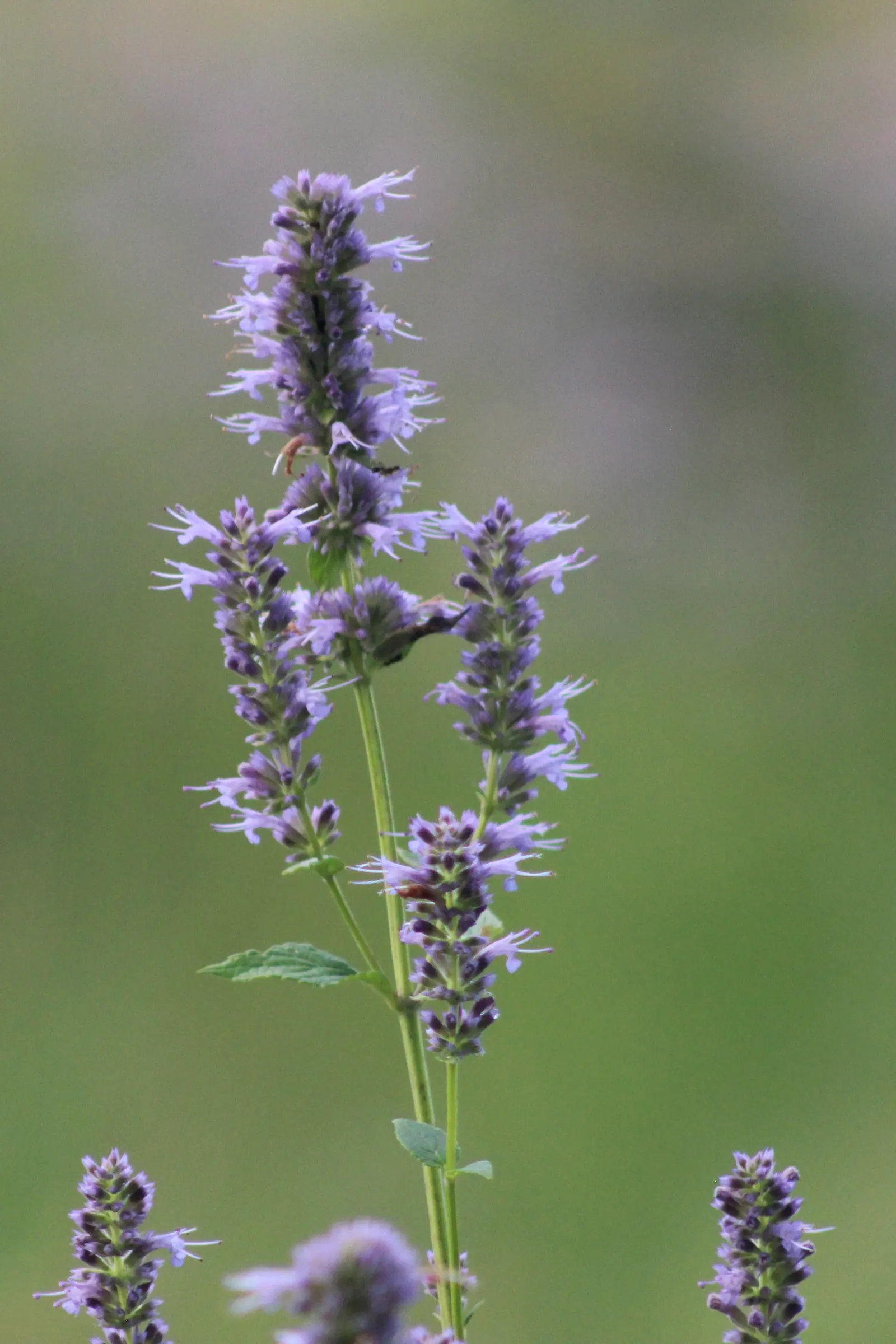 Giant Hyssop (Agastache Hybrids) — with a light application of a balanced