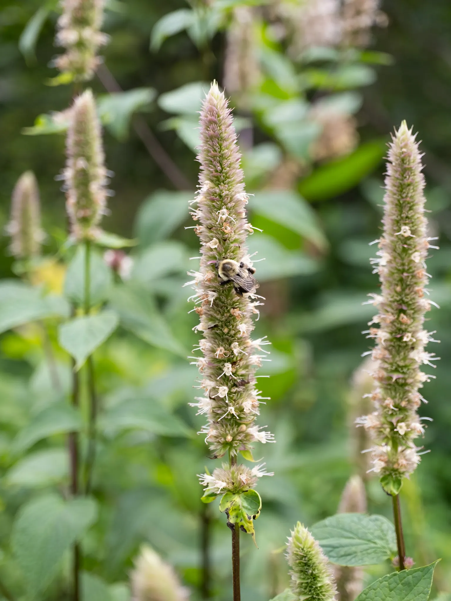 Giant Hyssop (Agastache Hybrids) — The flowers bloom from midsummer to fall; ideal conditions would include a soil pH ranging between 6.0 and 8.0, image 64