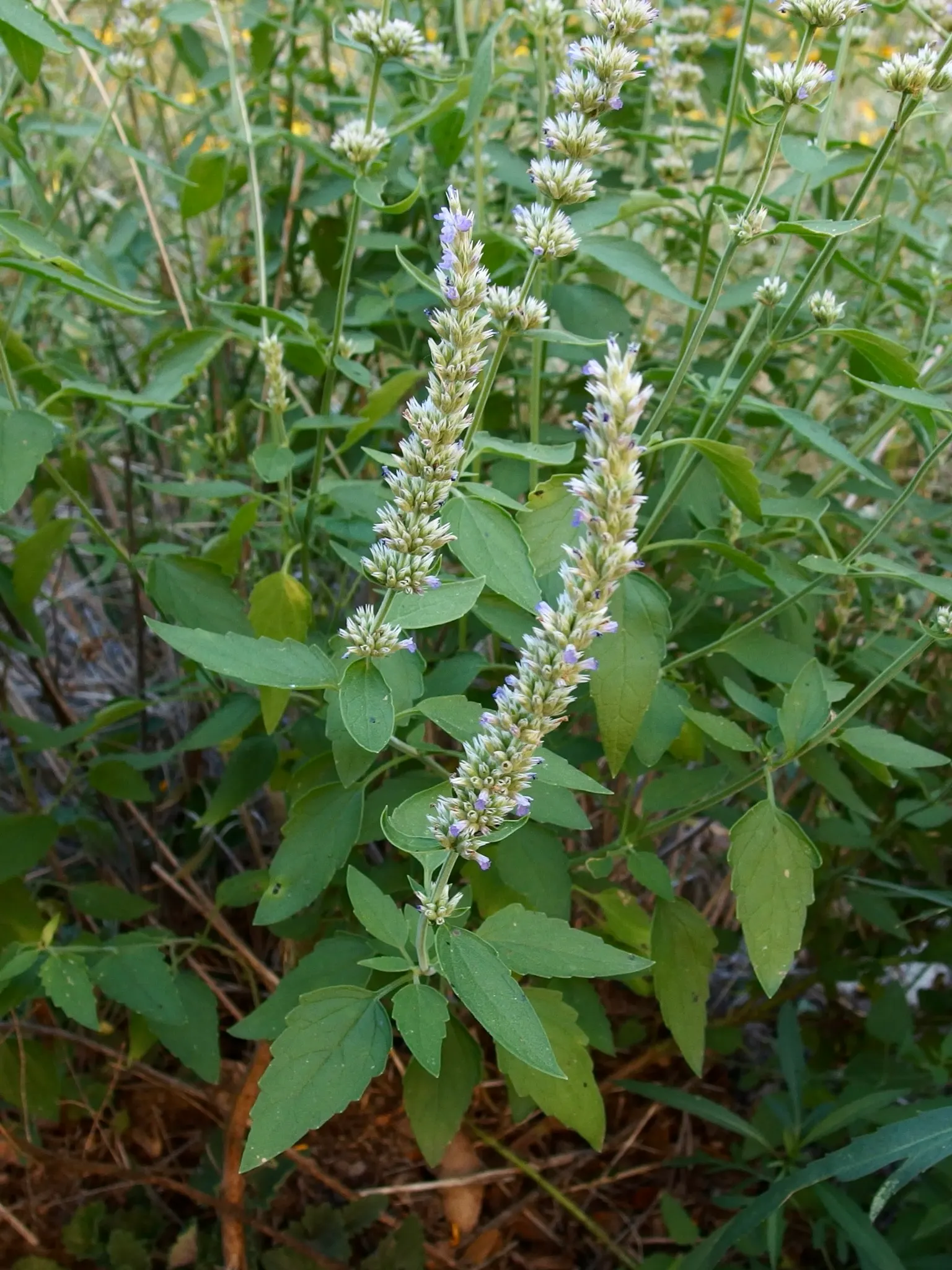 Giant Hyssop (Agastache Hybrids) — Due to its vertical stature; slow-release fertilizer in the spring to encourage vigorous growth.<br><br>Giant Hyssop's