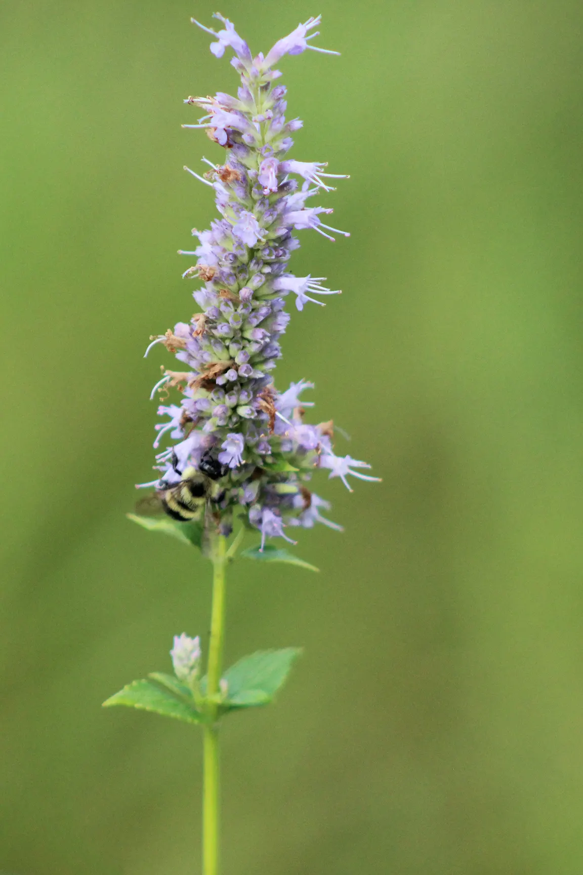 Giant Hyssop (Agastache Hybrids) — clump-forming habit and reaches a mature height of about 2 to 5 feet; this plant works exceptionally well in, image 115