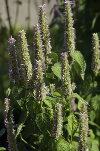 Giant Hyssop (Agastache Hybrids) — Due to its vertical stature; slow-release fertilizer in the spring to encourage vigorous growth.<br><br>Giant, image 99