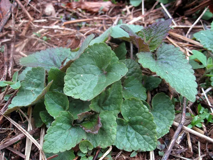 Giant Hyssop (Agastache Hybrids) — with a light application of a balanced, image 95