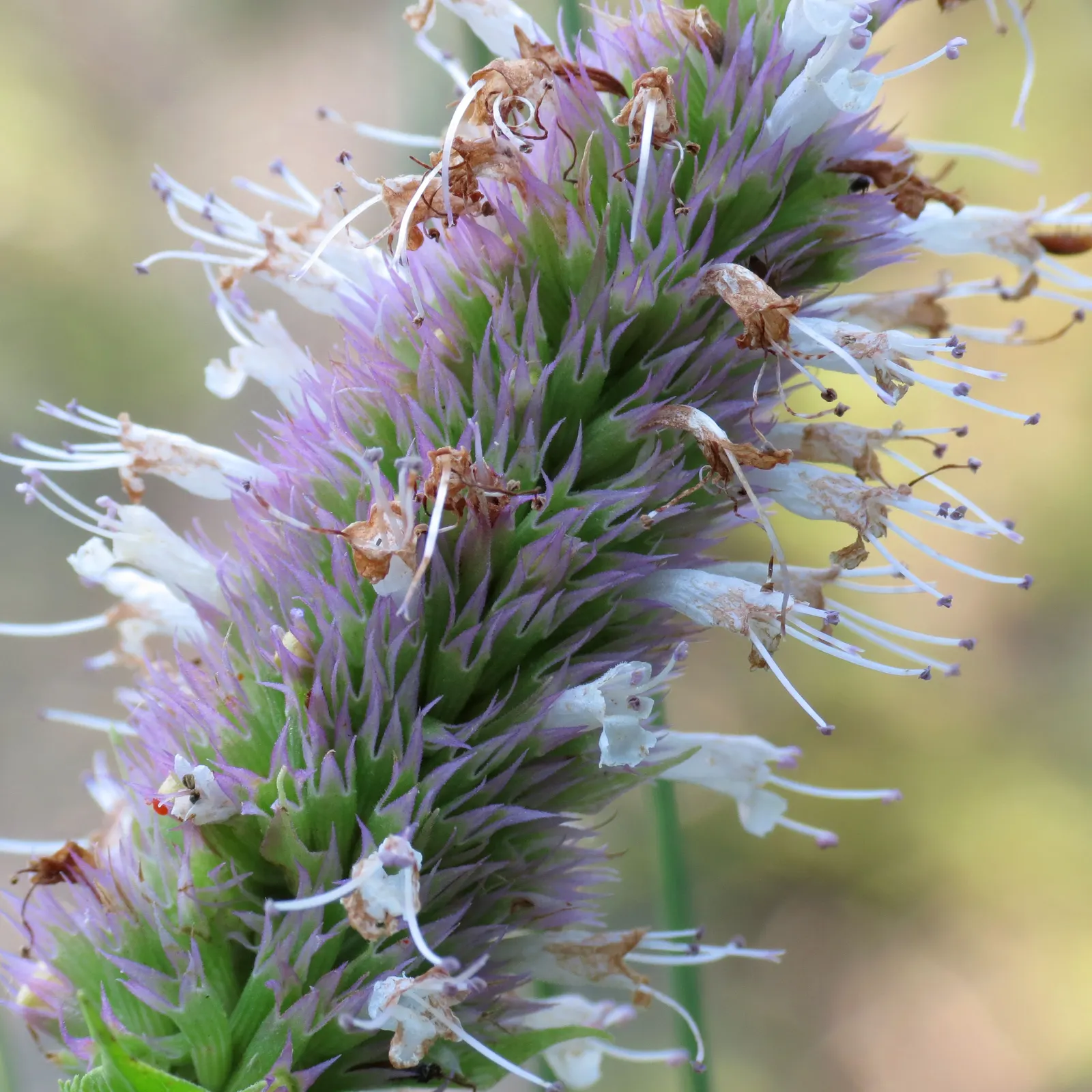 Giant Hyssop (Agastache Hybrids) — clump-forming habit and reaches a mature height of about 2 to 5 feet