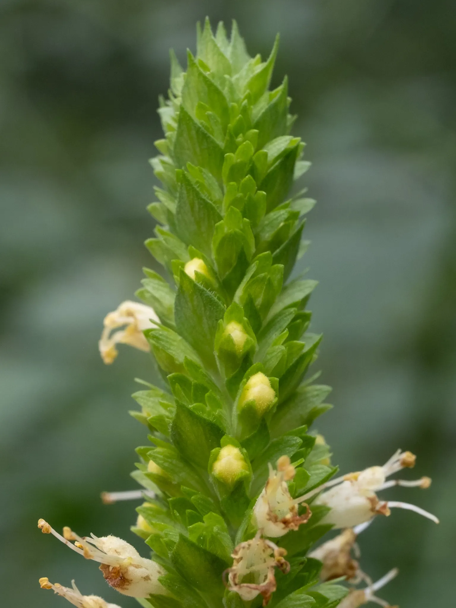 Giant Hyssop (Agastache Hybrids) — Known for its ease of cultivation and long blooming period