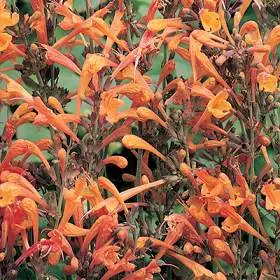 Giant Hyssop (Agastache Hybrids) — attracting hummingbirds and butterflies; providing a generous display that attracts hummingbirds, image 83