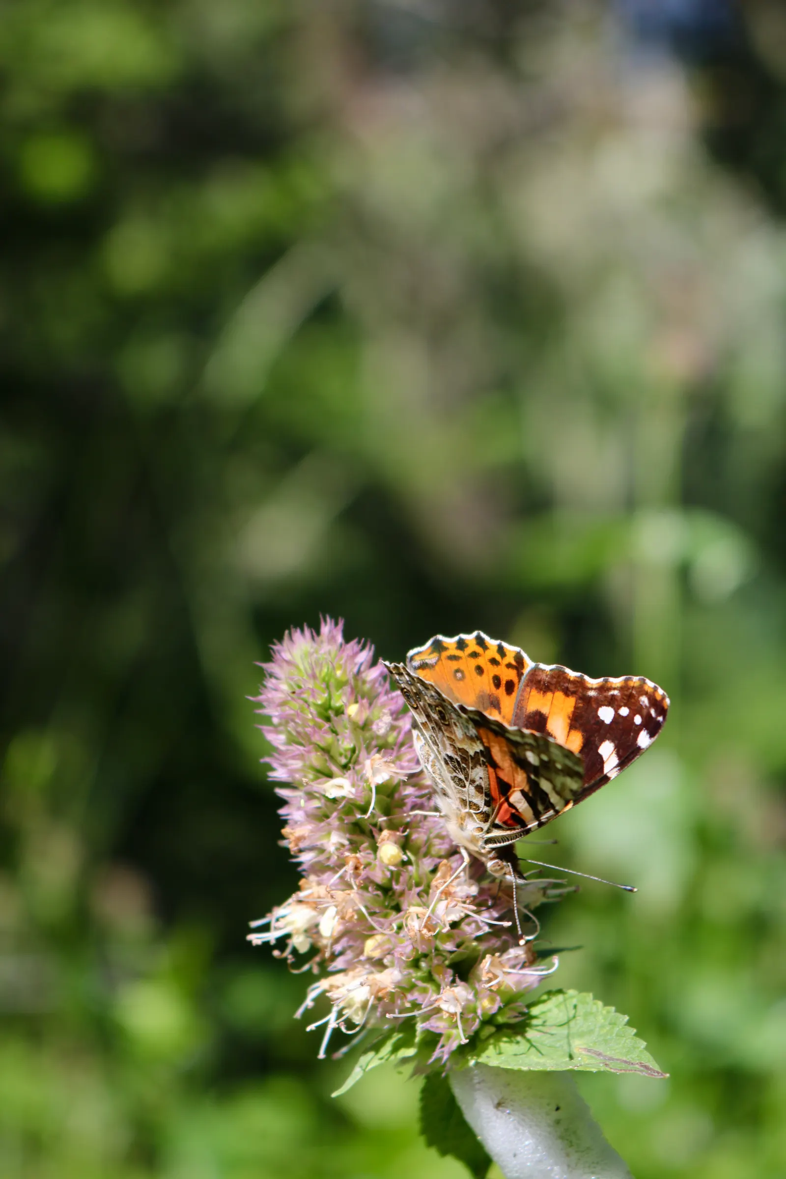 Giant Hyssop (Agastache Hybrids) — Due to its vertical stature