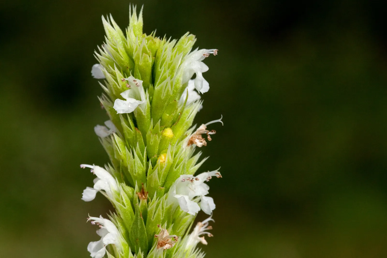 Giant Hyssop (Agastache Hybrids) — reminiscent of mint or anise when crushed; the Giant Hyssop (Agastache hybrids) is a hardy perennial favored for its