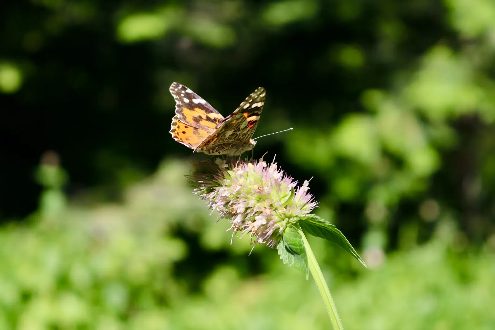Giant Hyssop (Agastache Hybrids) — slow-release fertilizer in the spring to encourage vigorous growth.<br><br>Giant Hyssop's aromatic foliage