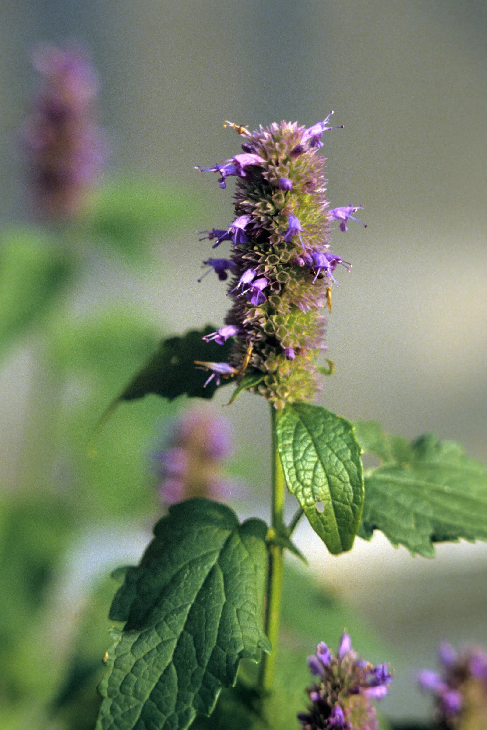 Giant Hyssop (Agastache Hybrids) — Flower colors range from purples to pinks and whites, blooming from midsummer to fall; blue and lavender and orange and pink