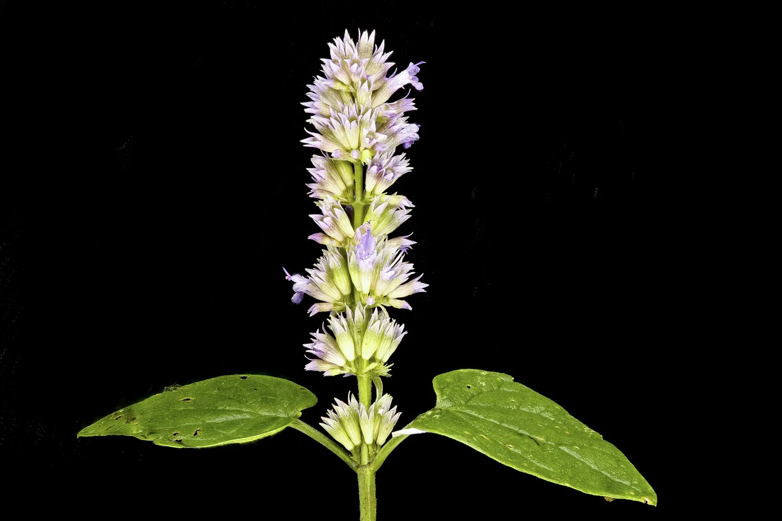 Giant Hyssop (Agastache Hybrids) — perennial for full or half