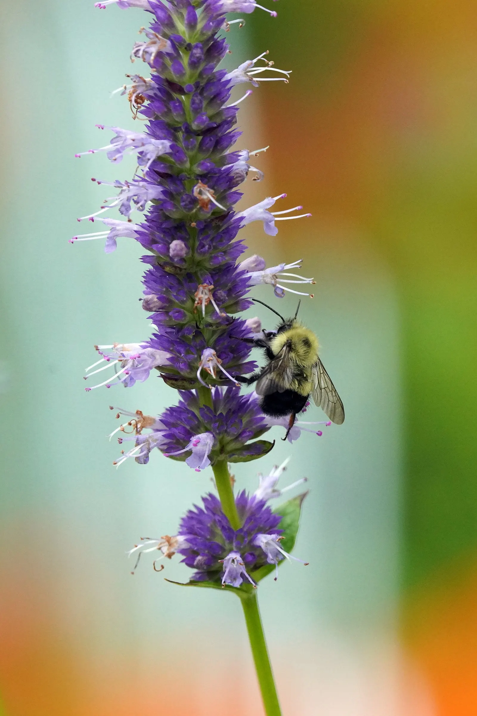 Giant Hyssop (Agastache Hybrids) — Flower colors range from purples to pinks and whites, blooming from midsummer to fall; blue and lavender and, image 112