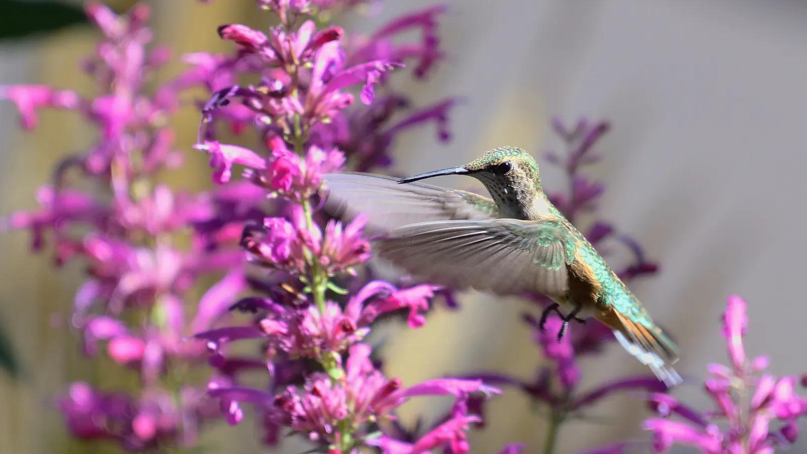 Giant Hyssop (Agastache Hybrids) — Ideal conditions would include a soil pH ranging between 6.0 and 8.0; clump-forming habit and reaches a mature, image 67