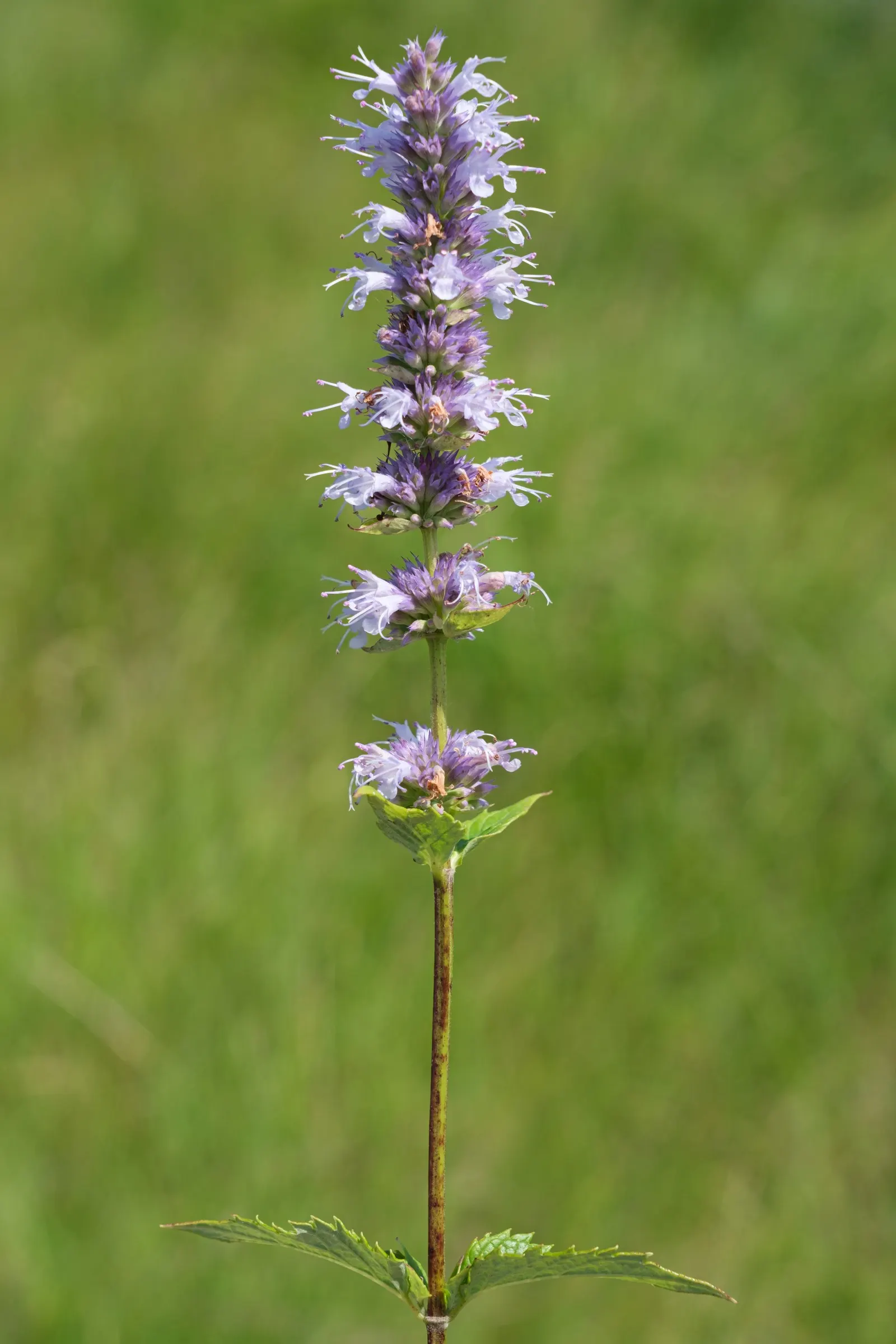 Giant Hyssop (Agastache Hybrids) — with a light application of a balanced, image 68