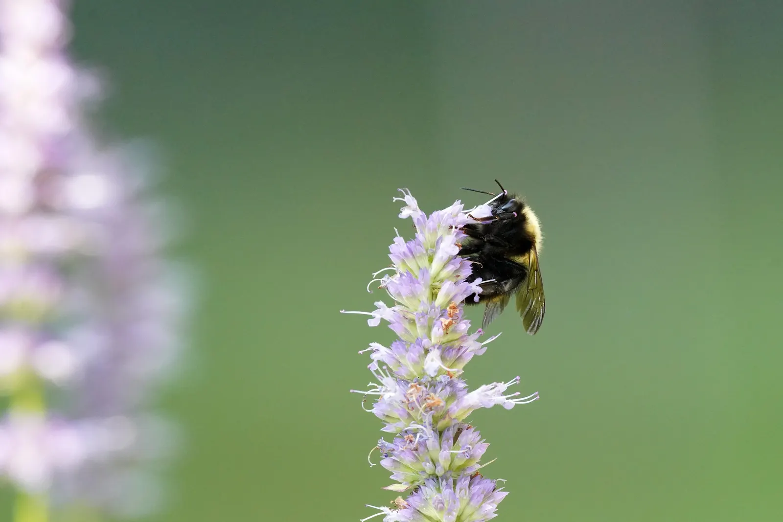 Giant Hyssop (Agastache Hybrids) — also adds a sensory aspect to the garden; with a spread of 1 to 3 feet, image 125