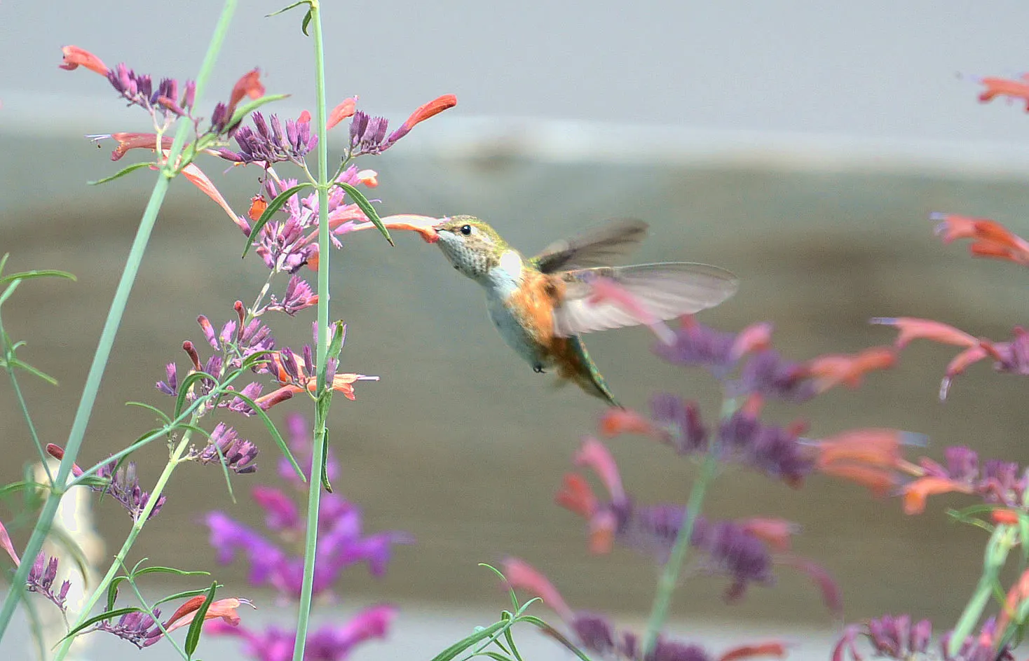 Giant Hyssop (Agastache Hybrids) — The flowers bloom from midsummer to fall; ideal conditions would include a soil pH ranging between 6.0 and 8.0, image 91