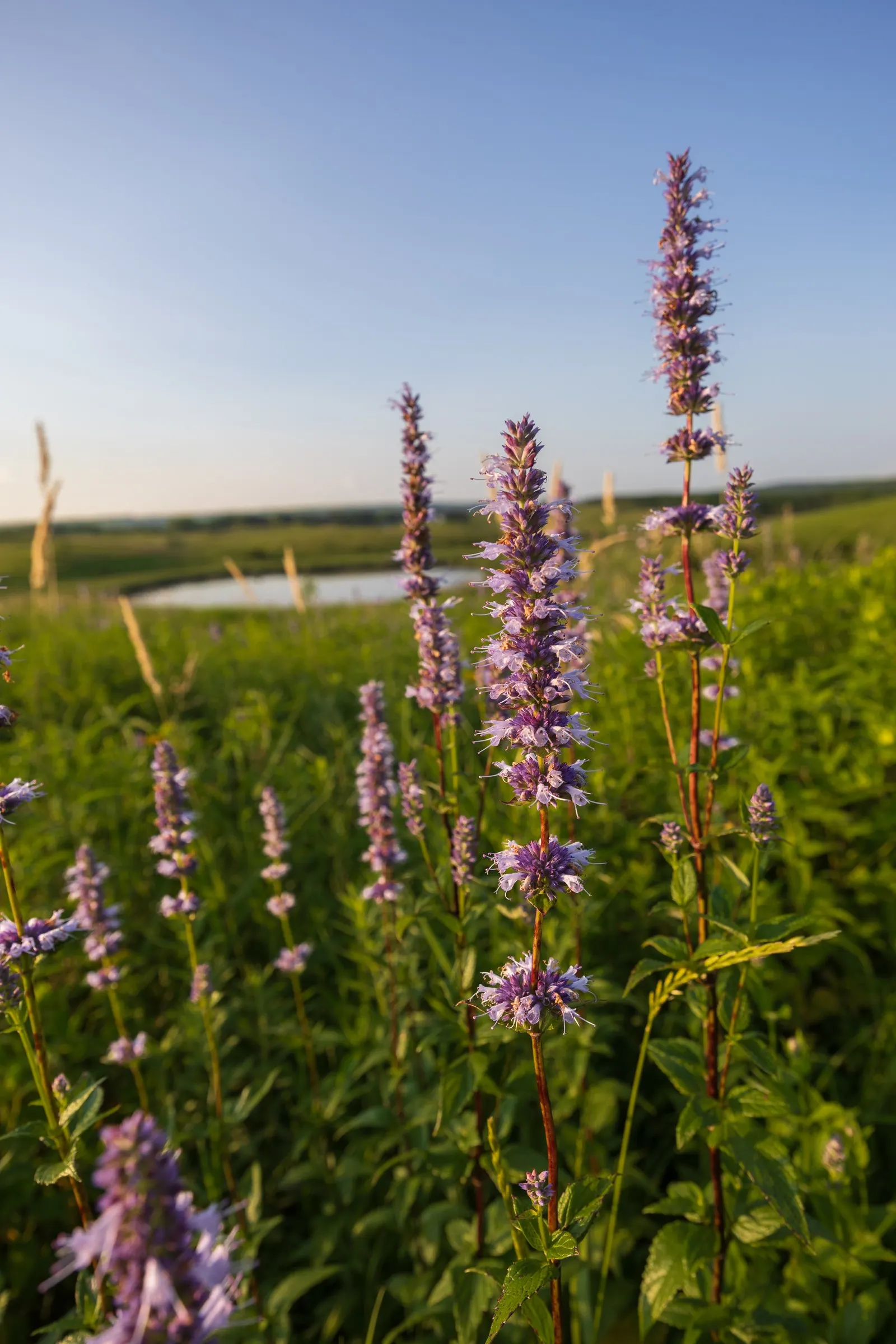 Giant Hyssop (Agastache Hybrids) — Known for its ease of cultivation and long blooming period; the Giant Hyssop (Agastache hybrids) stands out in, image 63