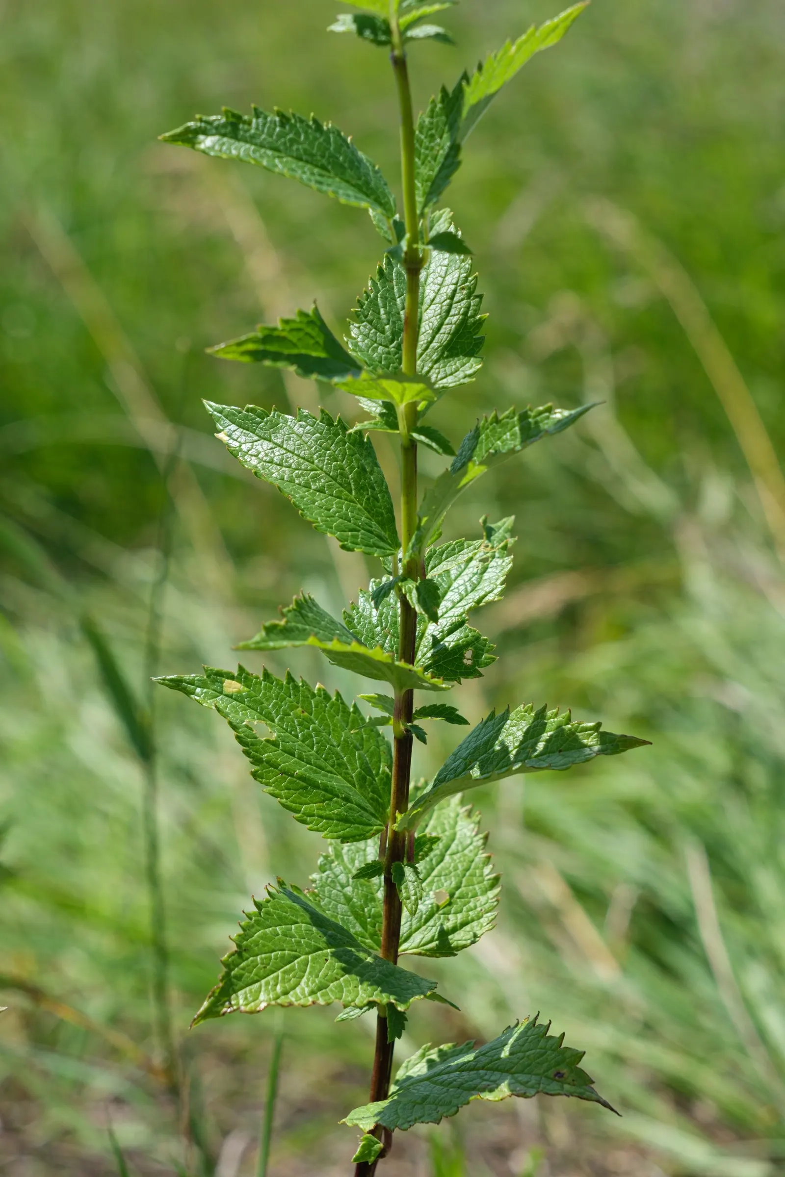Giant Hyssop (Agastache Hybrids) — Flower colors range from purples to pinks and whites, blooming from midsummer to fall; blue and lavender and, image 58