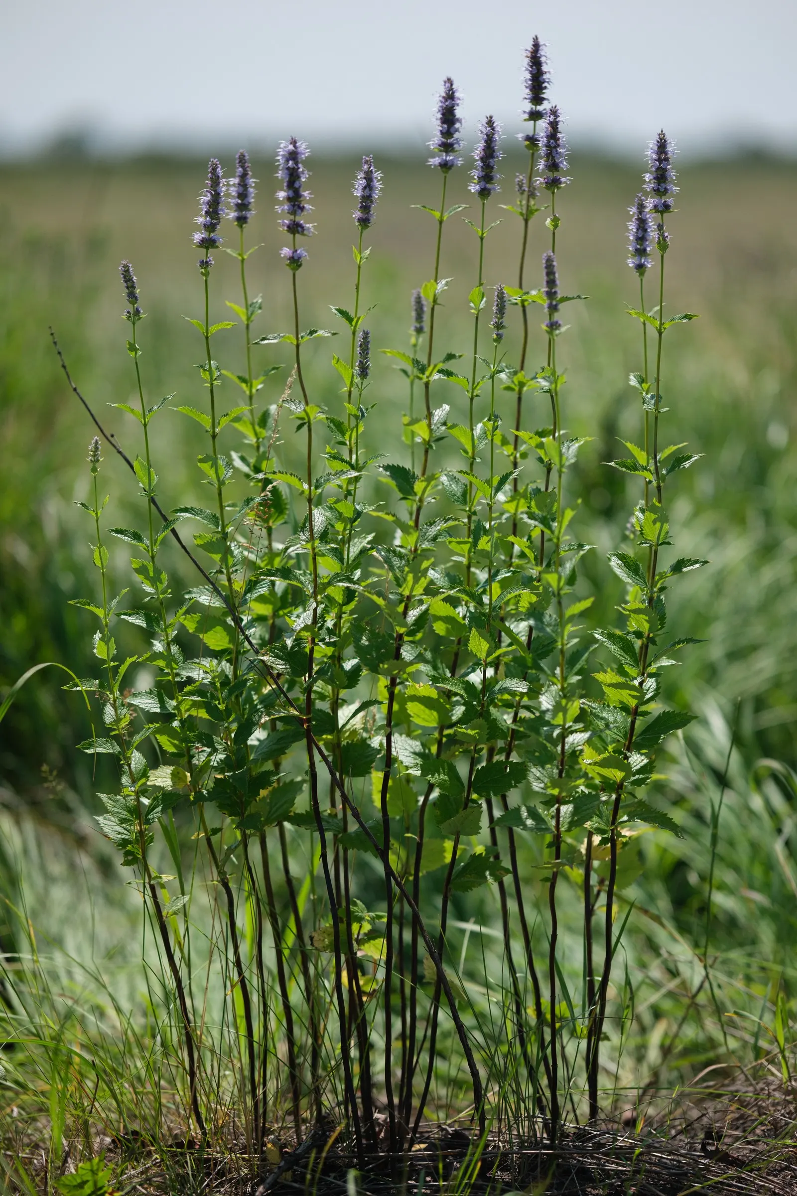Giant Hyssop (Agastache Hybrids) — Space them about 1 to 3 feet apart in full sun to moderate shade for a vibrant, aromatic display