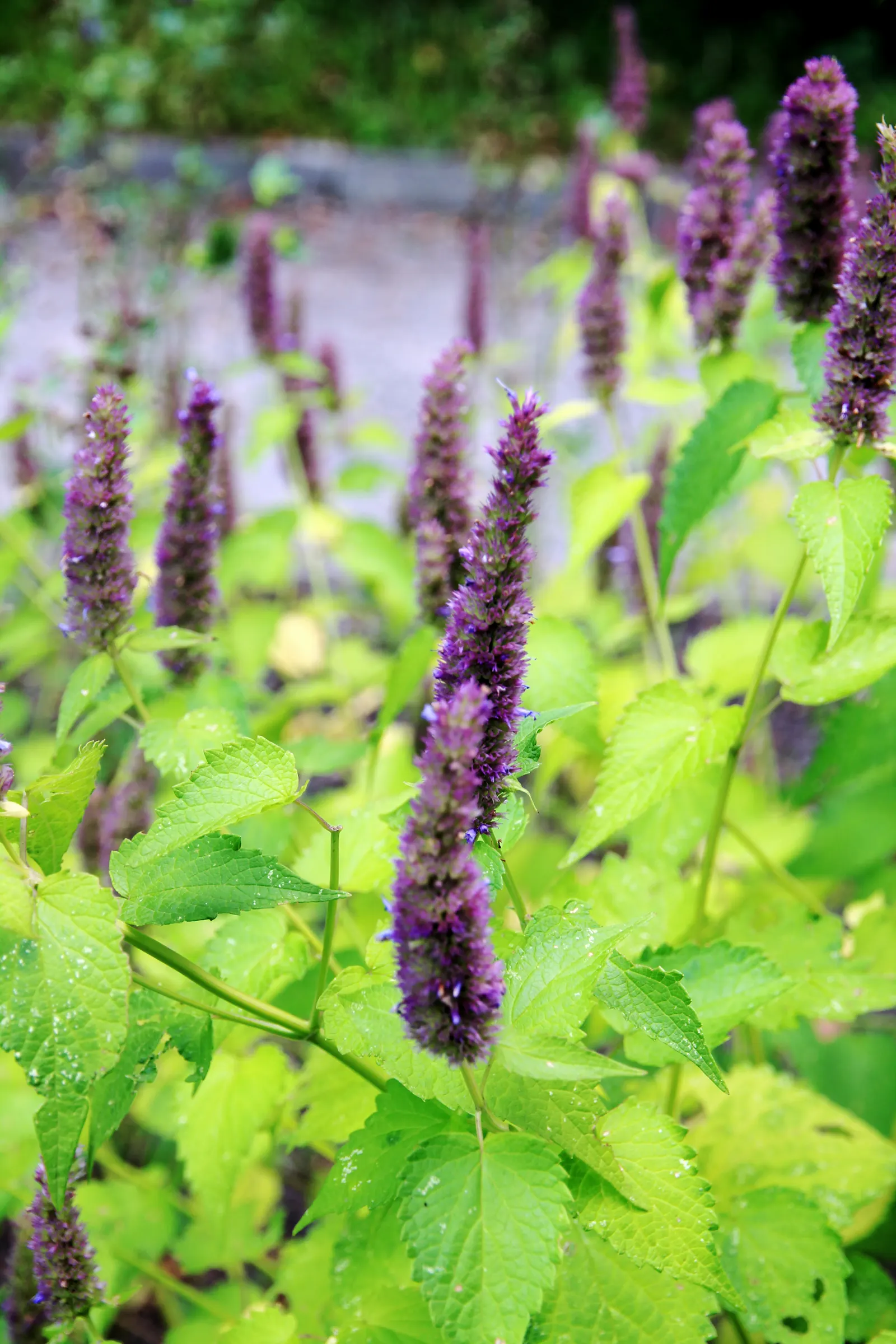 Giant Hyssop (Agastache Hybrids) — with a light application of a balanced, image 41