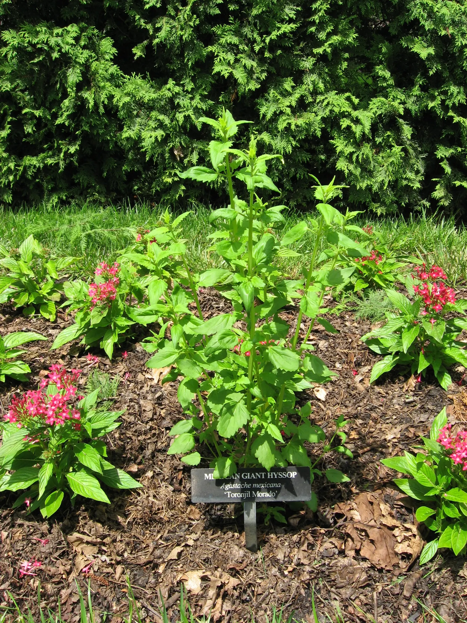 Giant Hyssop (Agastache Hybrids) — Space them about 1 to 3 feet apart in full sun to moderate shade for a vibrant, aromatic display, image 59