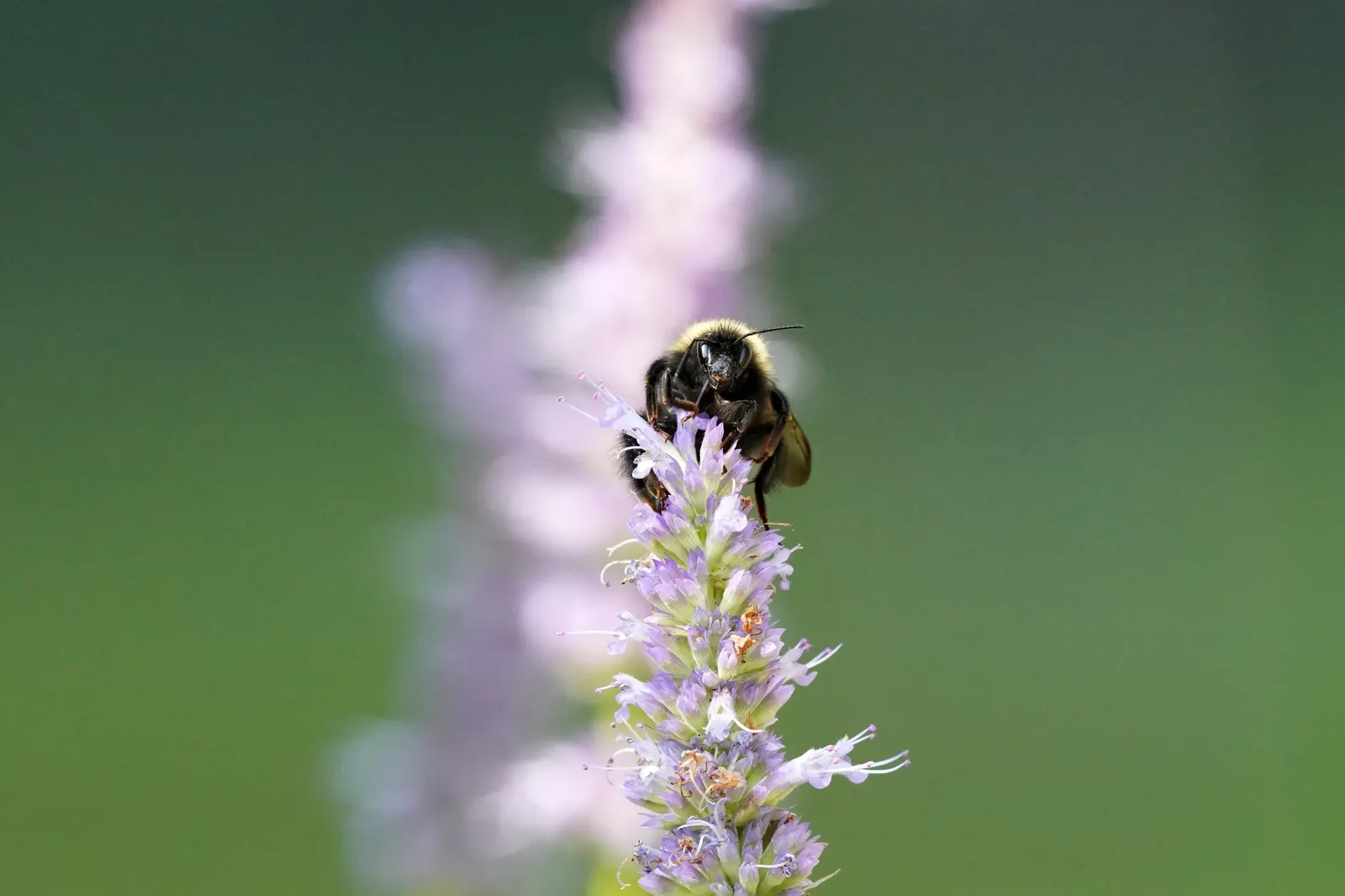 Giant Hyssop (Agastache Hybrids) — Minimal maintenance is required