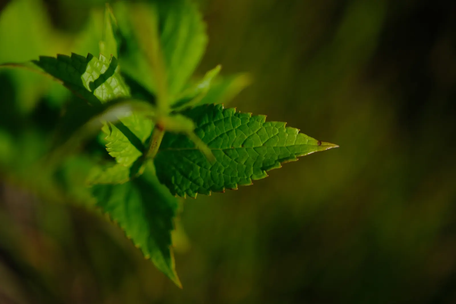 Giant Hyssop (Agastache Hybrids) — slow-release fertilizer in the spring to encourage vigorous growth.<br><br>Giant Hyssop's aromatic foliage; minimal