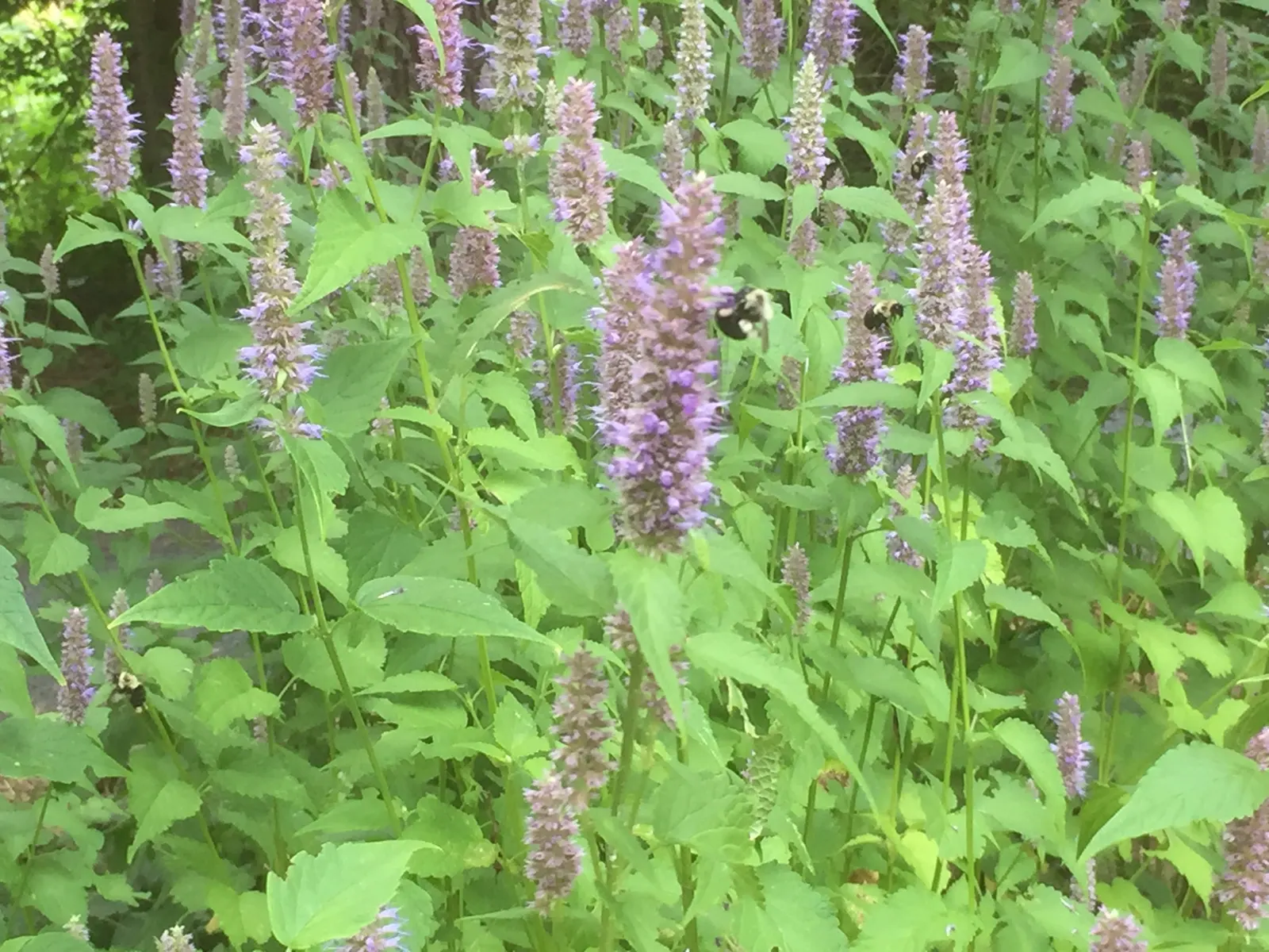Giant Hyssop (Agastache Hybrids) — clump-forming habit and reaches a mature height of about 2 to 5 feet; this plant works exceptionally well in, image 88