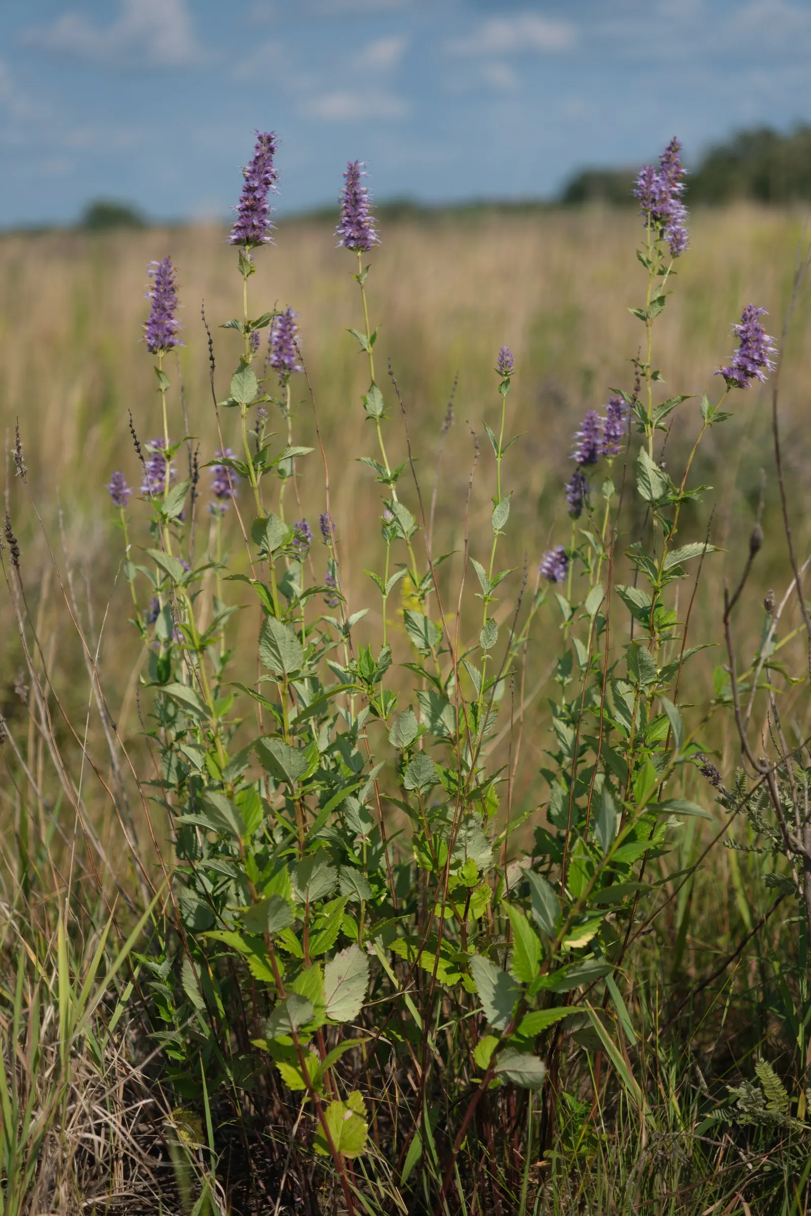 Giant Hyssop (Agastache Hybrids) — though deadheading can promote additional blooming and prevent self-seeding if desired; reminiscent of mint or anise when