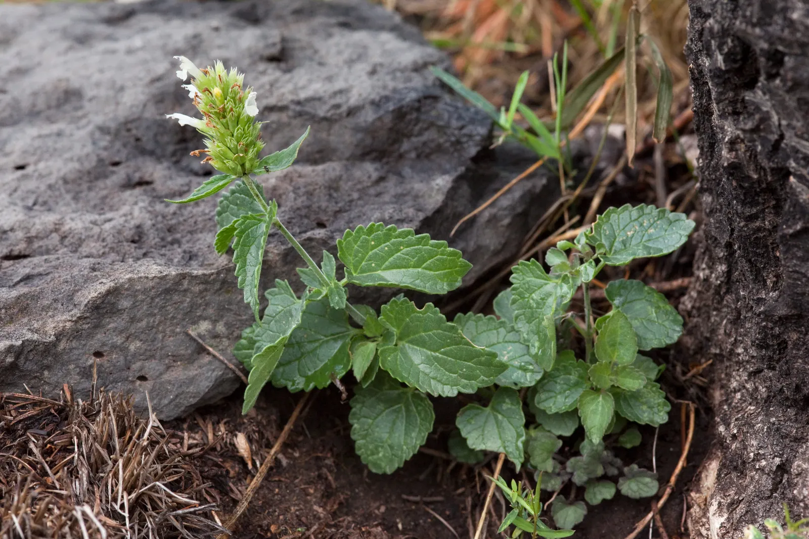 Giant Hyssop (Agastache Hybrids) — Ideal conditions would include a soil pH ranging between 6.0 and 8.0; clump-forming habit and reaches a mature height of