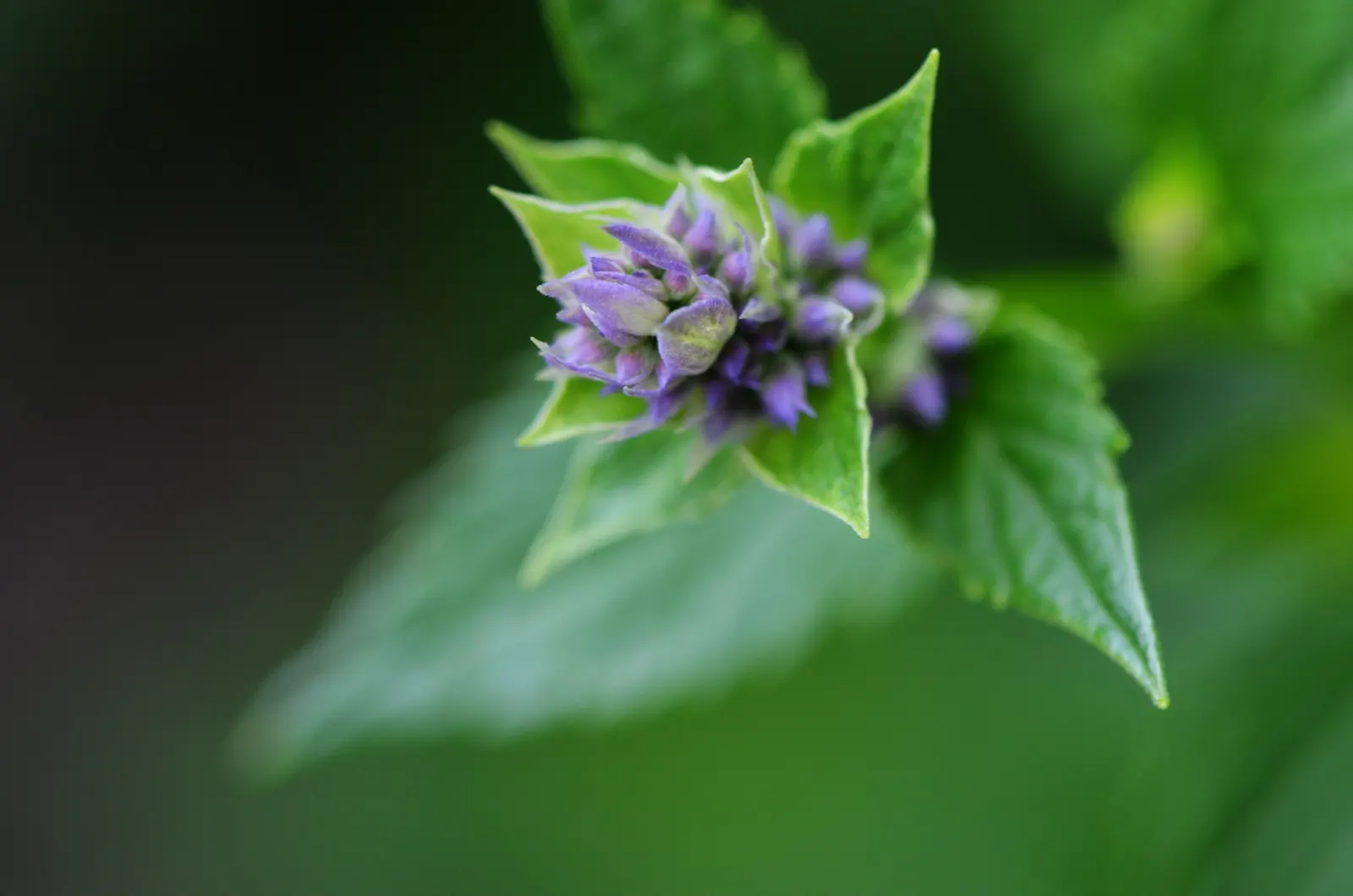 Giant Hyssop (Agastache Hybrids) — For landscape design purposes, image 77