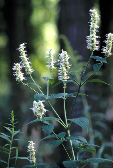 Giant Hyssop (Agastache Hybrids) — though deadheading can promote additional blooming and prevent self-seeding if desired; reminiscent of mint or, image 103