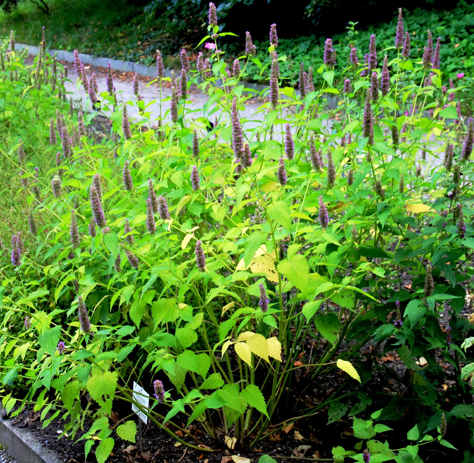 Giant Hyssop (Agastache Hybrids) — These fragrant, herbaceous plants typically reach heights of 2 to 5 feet and thrive in well-drained soil; due to its