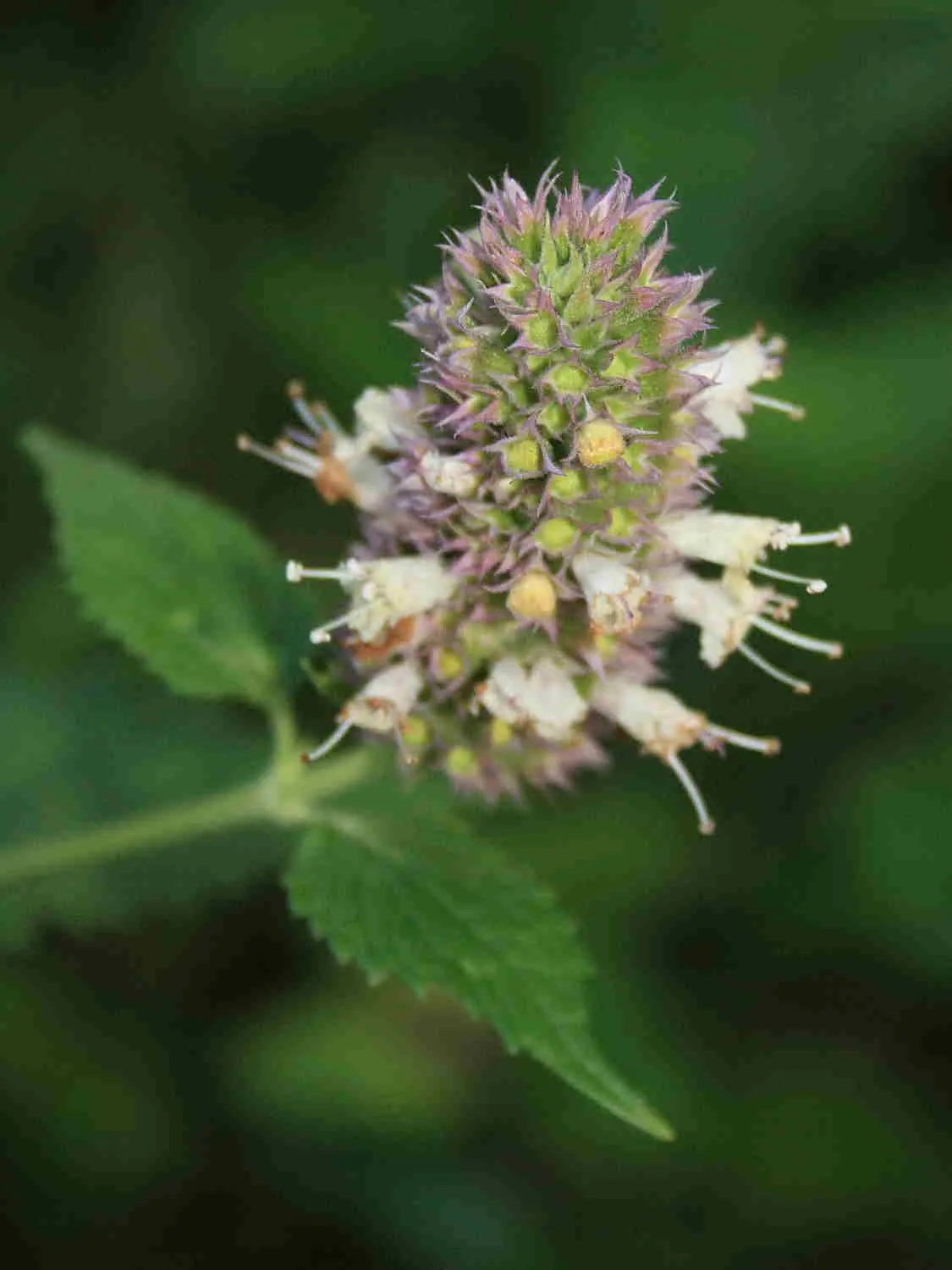 Giant Hyssop (Agastache Hybrids) — with a spread of 1 to 3 feet
