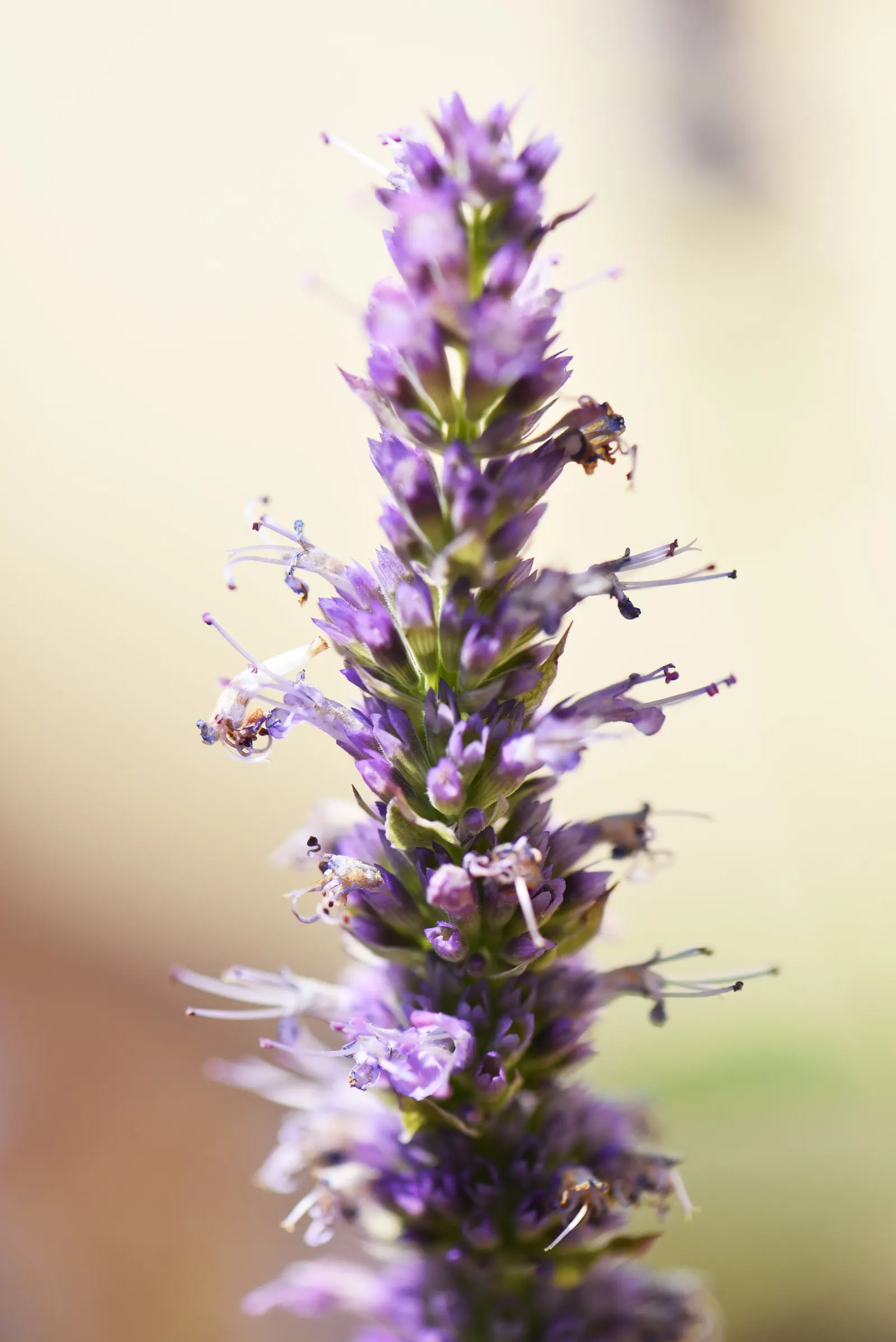 Giant Hyssop (Agastache Hybrids) — For landscape design purposes, image 50