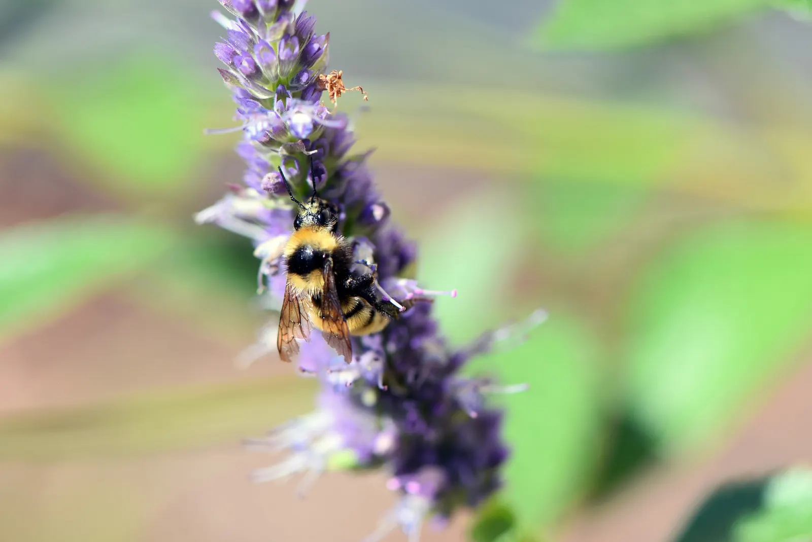 Giant Hyssop (Agastache Hybrids) — For landscape design purposes, image 104