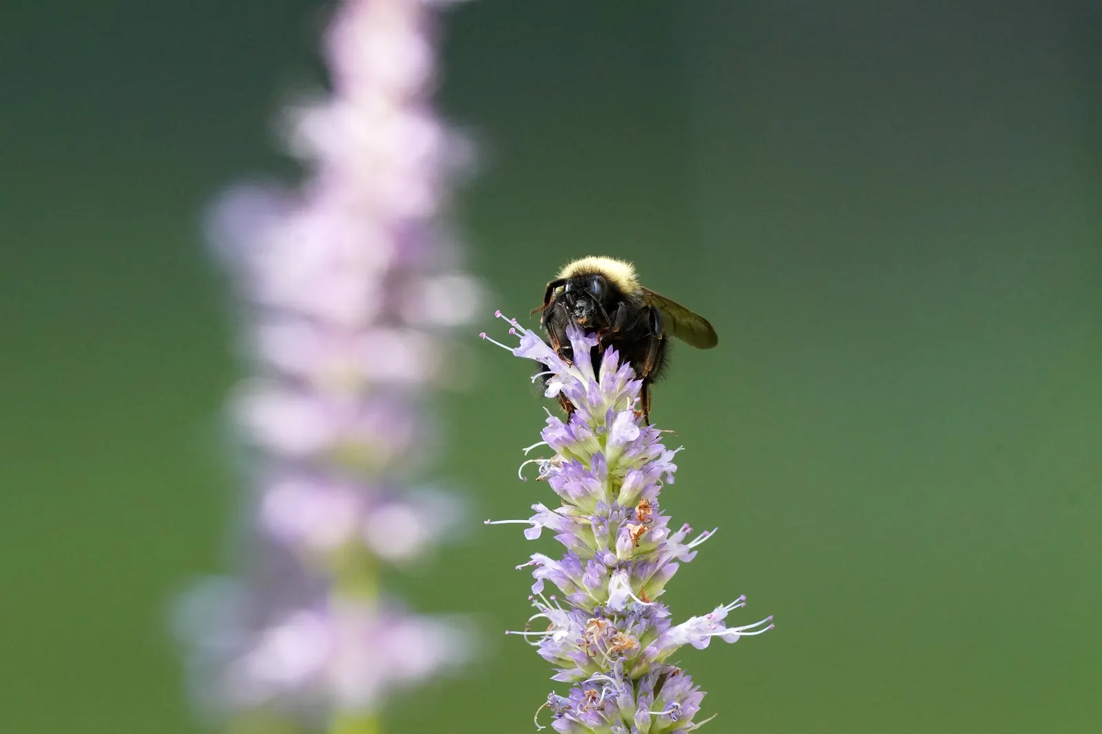 Giant Hyssop (Agastache Hybrids) — The flowers bloom from midsummer to fall