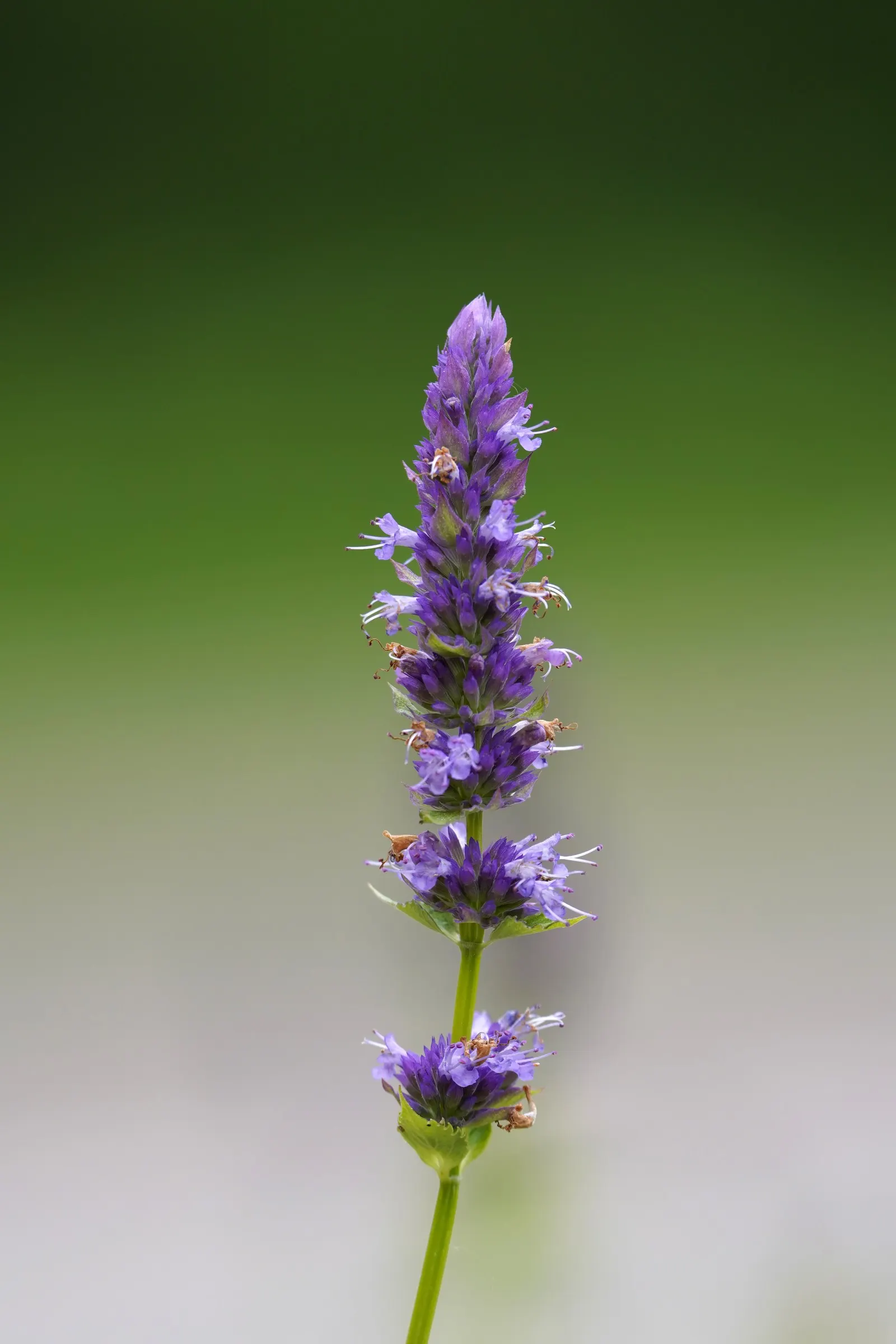 Giant Hyssop (Agastache Hybrids) — The Giant Hyssop (Agastache hybrids) stands out in the landscape with its upright; it prefers well-drained soils, image 87