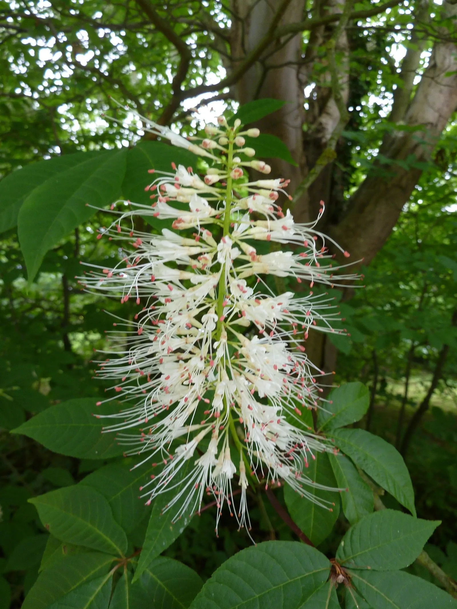 Bottlebrush Buckeye (Aesculus Parviflora) — white flowers in the garden; each dark green, glossy leaf comprises 5 to 7 leaflets, which create a, image 91