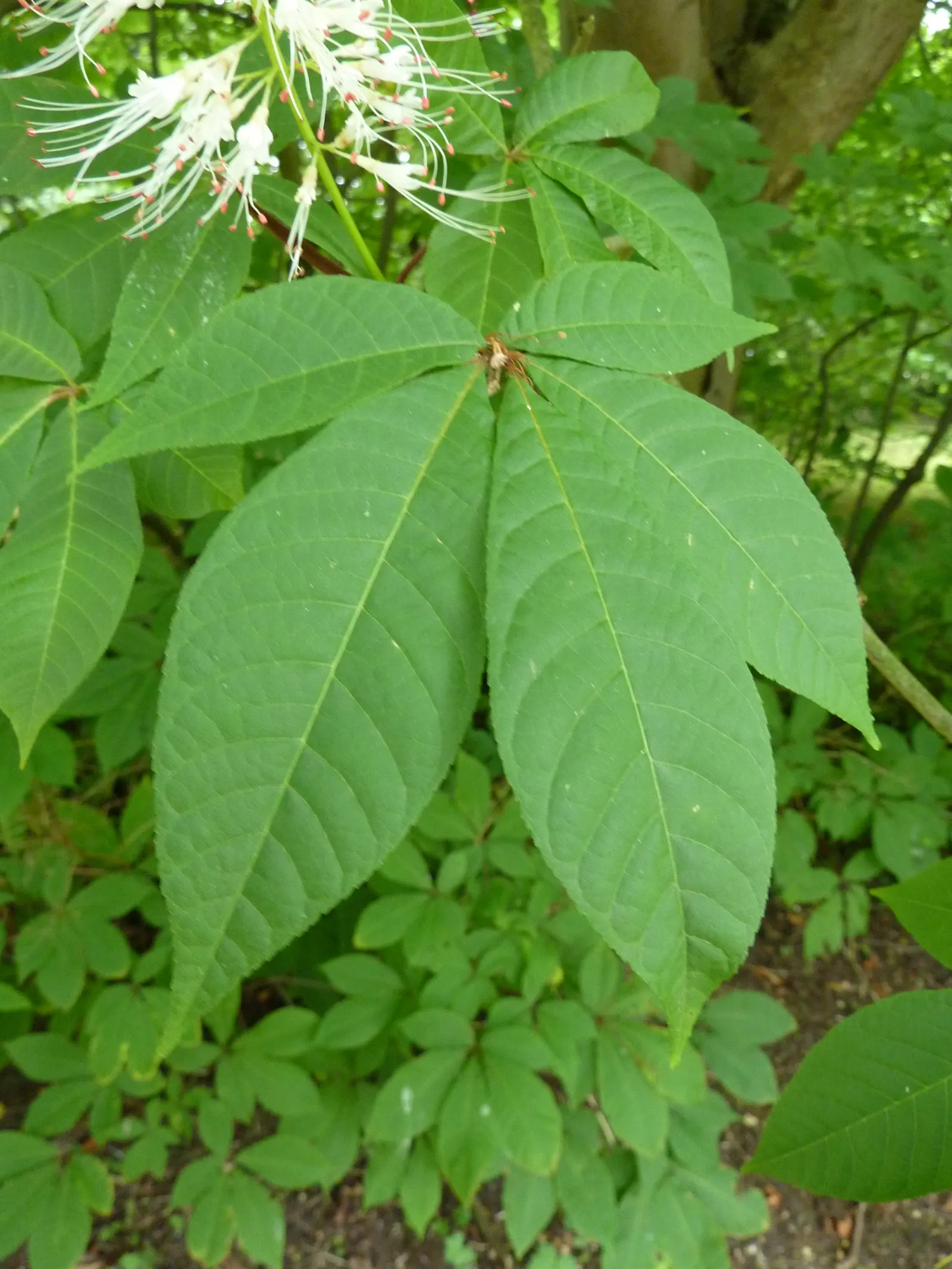 Bottlebrush Buckeye (Aesculus Parviflora) — yellow-brown hue.<br><br>During late spring to early summer, image 78