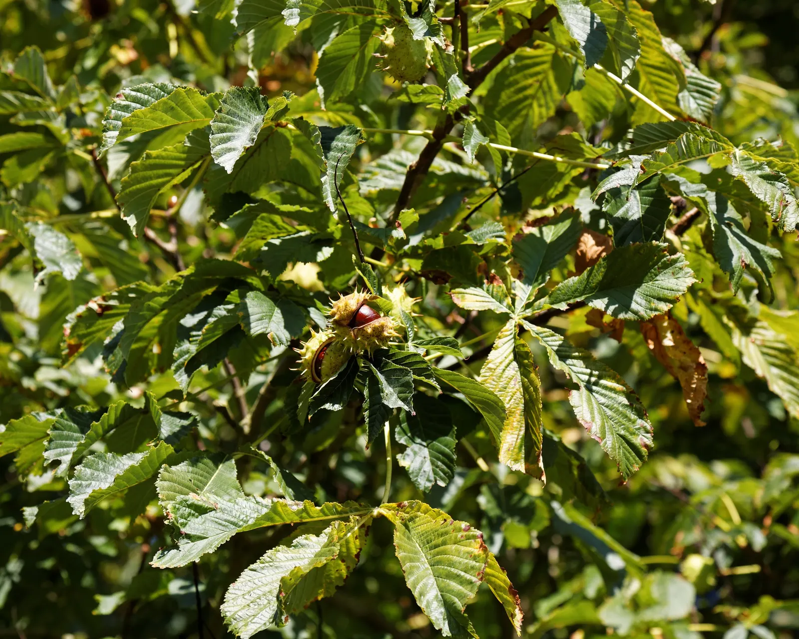 Bottlebrush Buckeye (Aesculus Parviflora) — the Horsechestnut prefers well-drained loams and full sun to partial shade exposure; the Horsechestnut commands