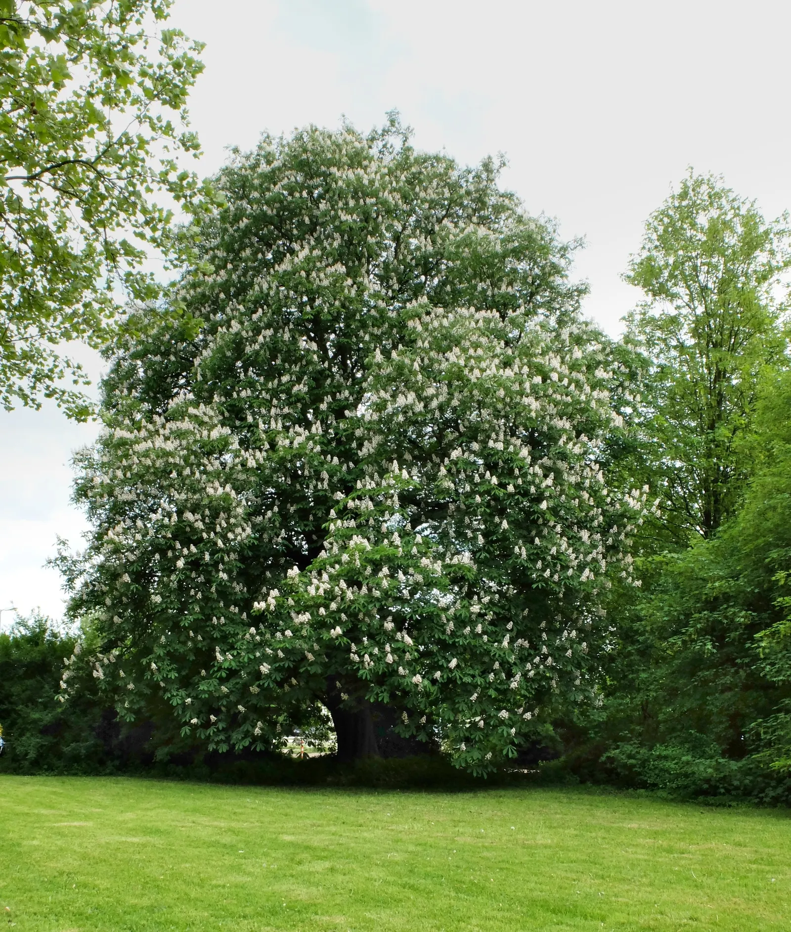Bottlebrush Buckeye (Aesculus Parviflora) — shrub for full