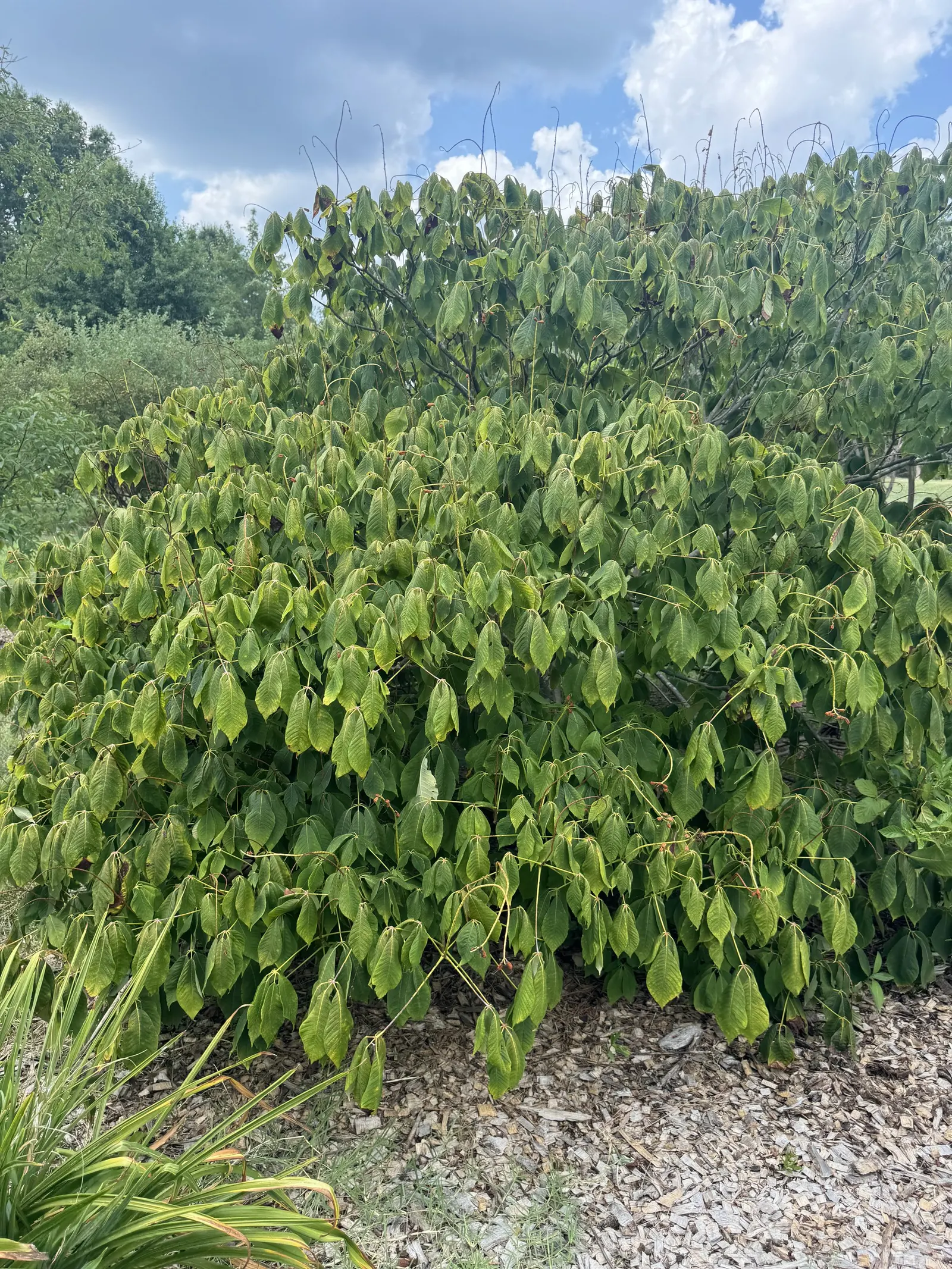 Bottlebrush Buckeye (Aesculus Parviflora) — with palmately compound leaves spanning 5 to 12 inches in length; it tolerates urban pollution fairly, image 75