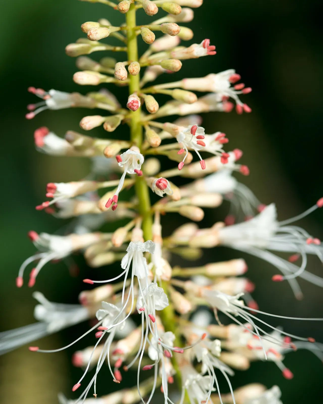 Bottlebrush Buckeye (Aesculus Parviflora) — It typically attains a height of around 50 to 75 feet with a similar spread at maturity