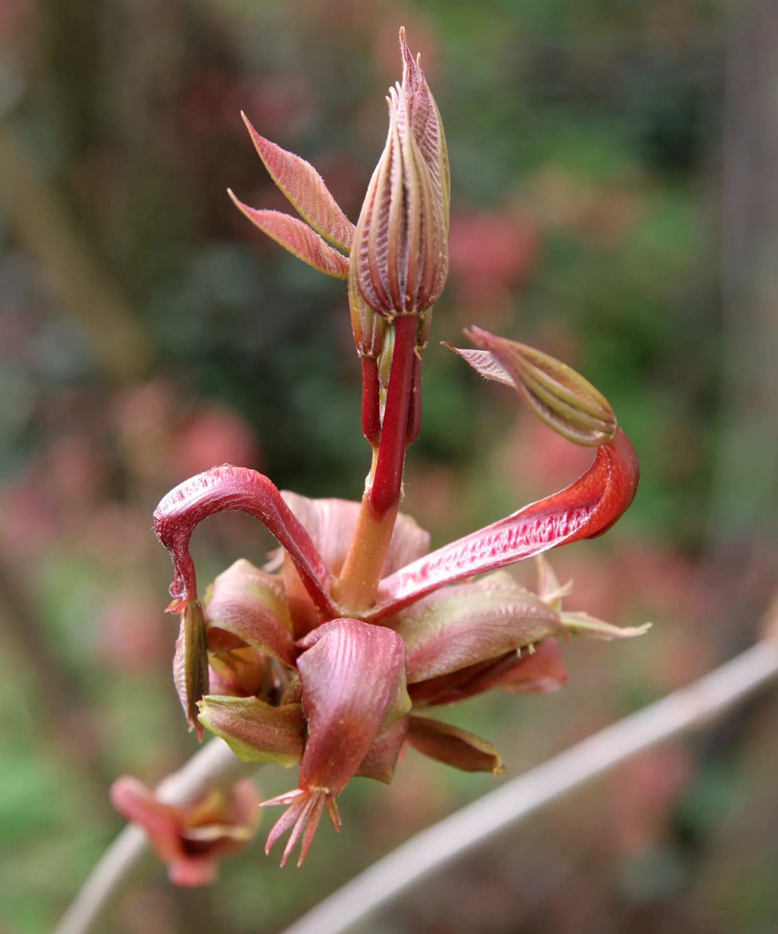 Bottlebrush Buckeye (Aesculus Parviflora) — The Common Horsechestnut (Aesculus hippocastanum) is a stately deciduous tree; large, palmate leaves, image 63