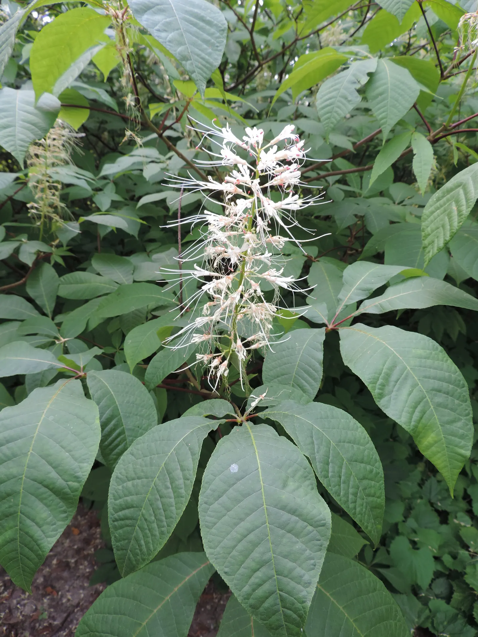 Bottlebrush Buckeye (Aesculus Parviflora) — Prefers deep, fertile soil