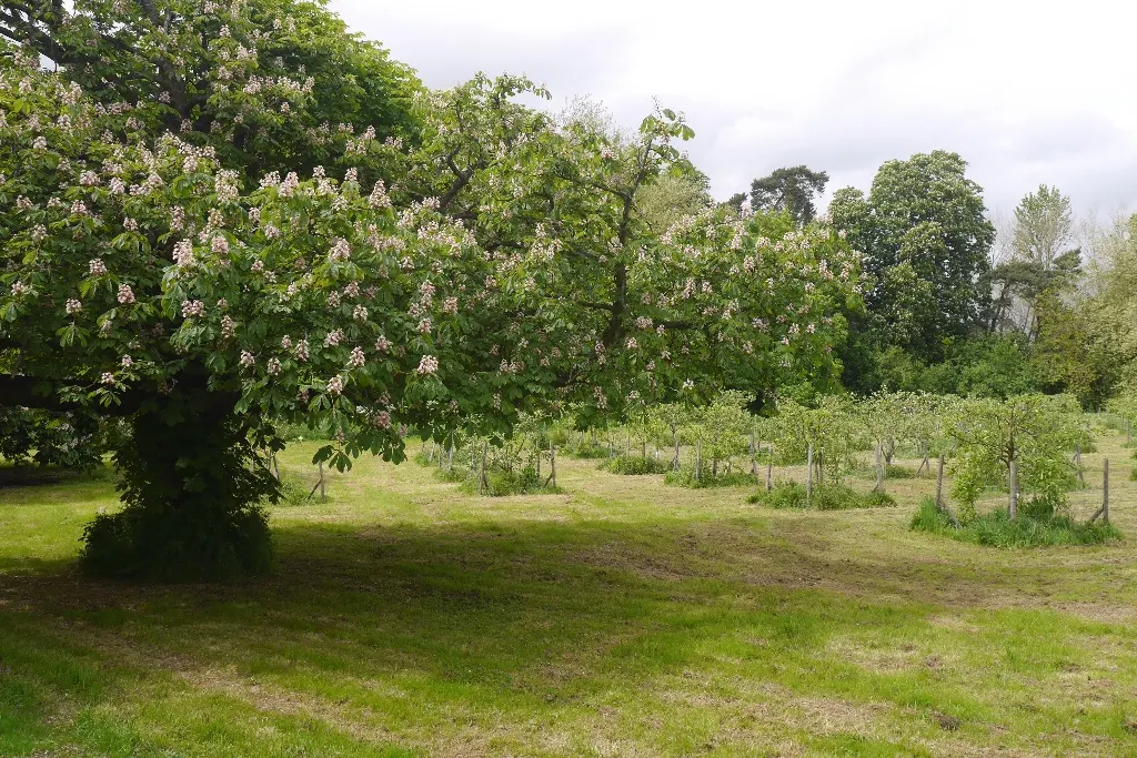 Bottlebrush Buckeye (Aesculus Parviflora) — It typically attains a height of around 50 to 75 feet with a similar spread at maturity; prefers deep, image 72