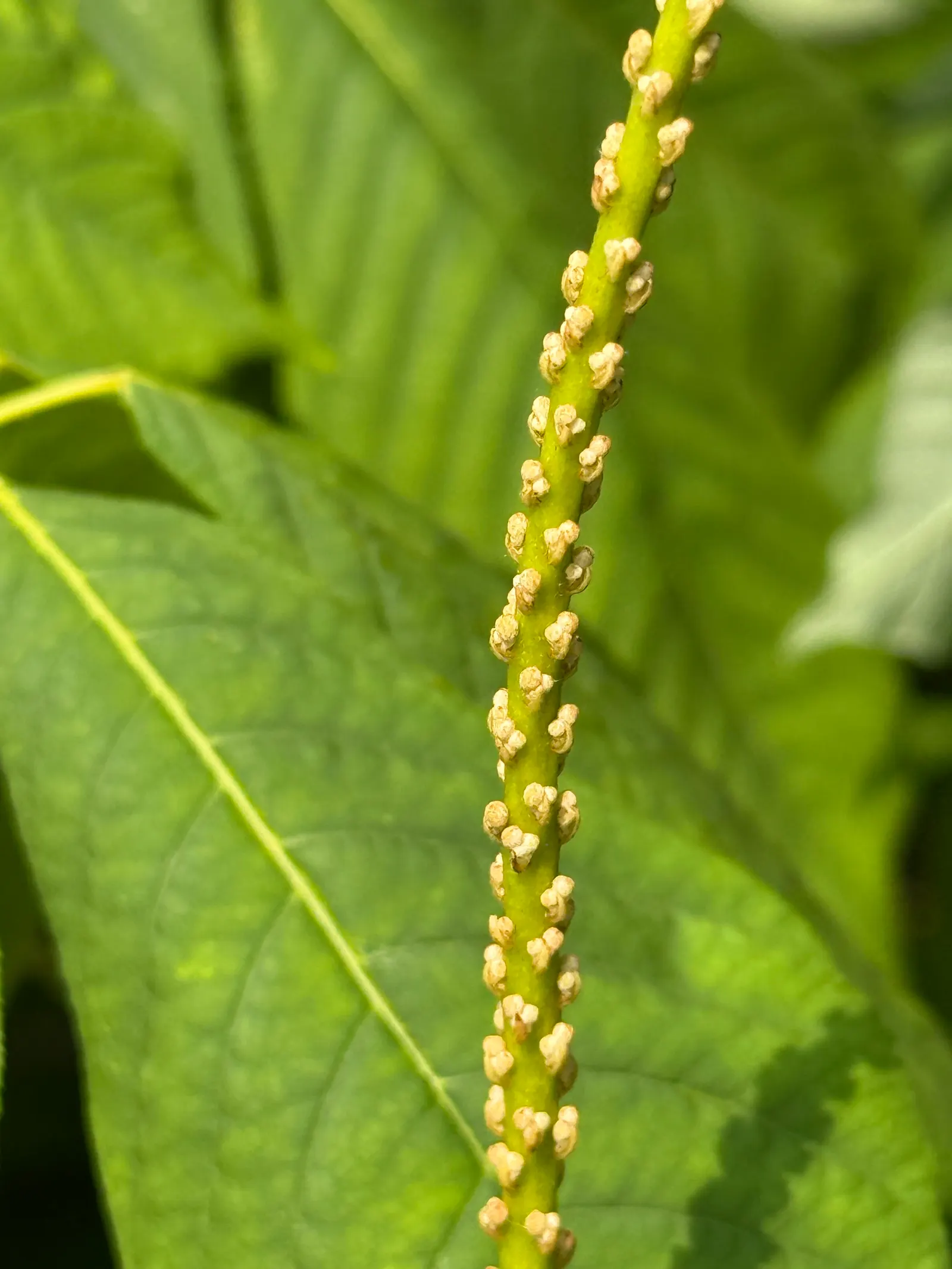 Bottlebrush Buckeye (Aesculus Parviflora) — consider its mature size and make allowances for adequate space to accommodate its impressive growth; ideal as a