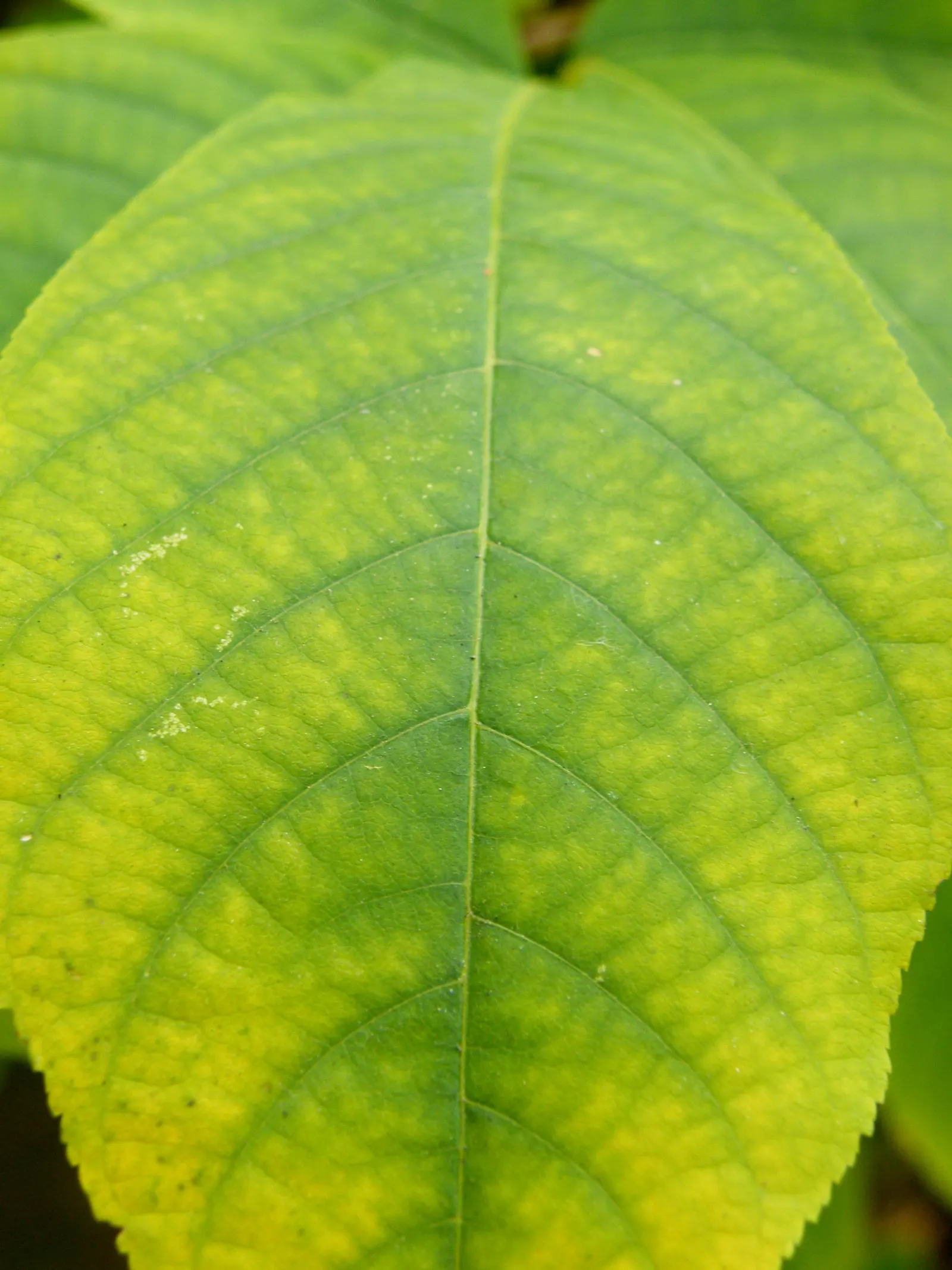Bottlebrush Buckeye (Aesculus Parviflora) — Each dark green, glossy leaf comprises 5 to 7 leaflets, which create a dynamic texture in the, image 76