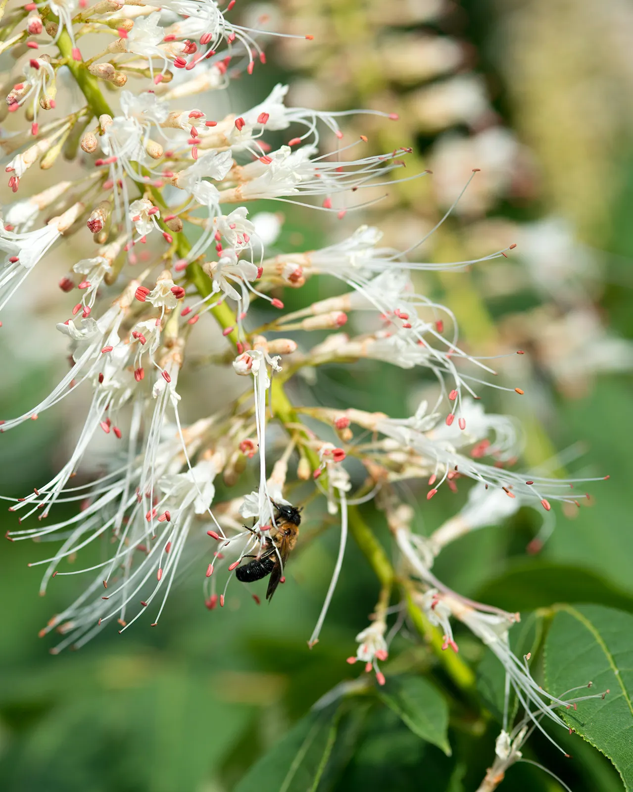 Bottlebrush Buckeye (Aesculus Parviflora) — rise prominently above the foliage; with palmately compound leaves spanning 5 to 12 inches in length, image 82