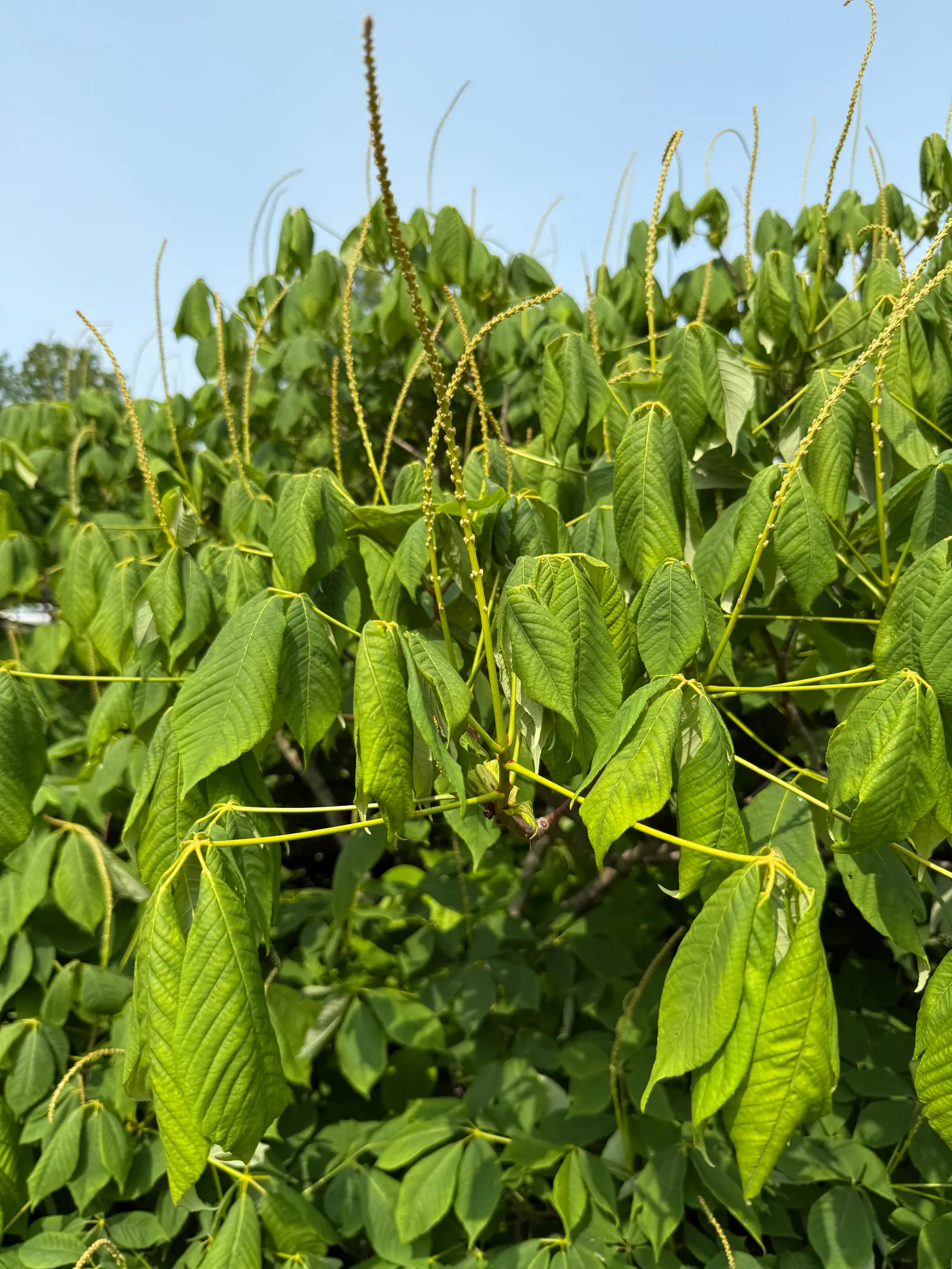 Bottlebrush Buckeye (Aesculus Parviflora) — Prefers deep, fertile soil; the Common Horsechestnut (Aesculus hippocastanum) is a stately deciduous, image 98